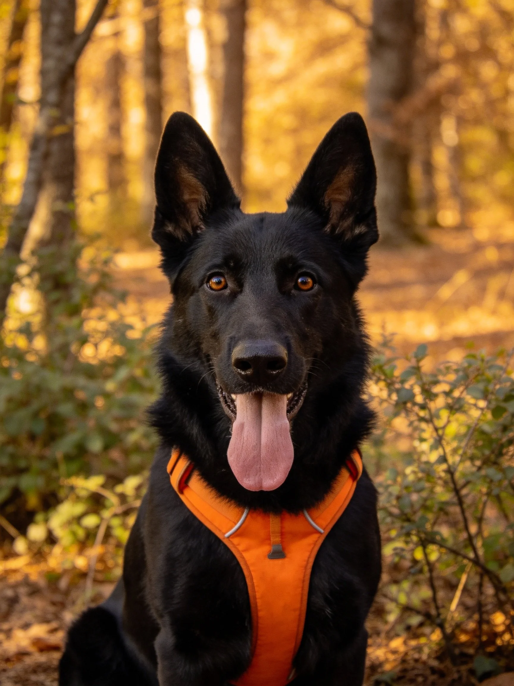 A black German Shepherd in an orange harness rests in a sunlit wooded area.