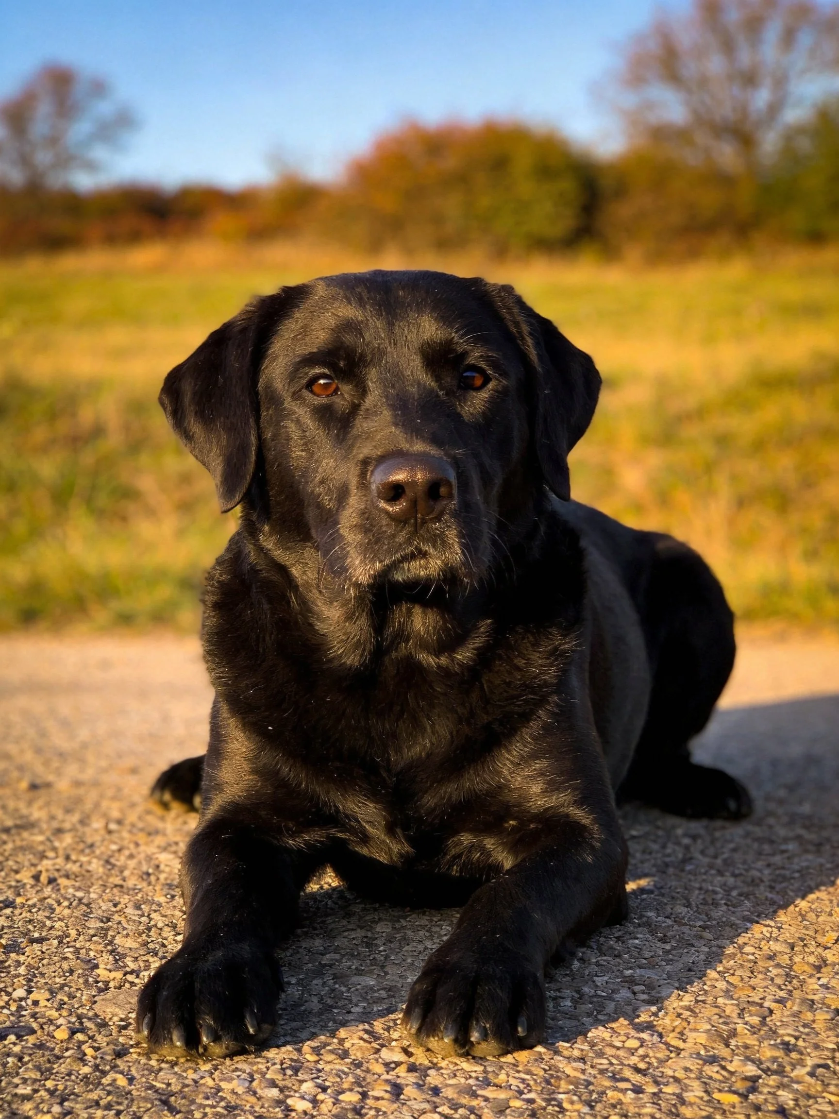 A black Labrador Retriever resting on a gravel path in a sunlit field