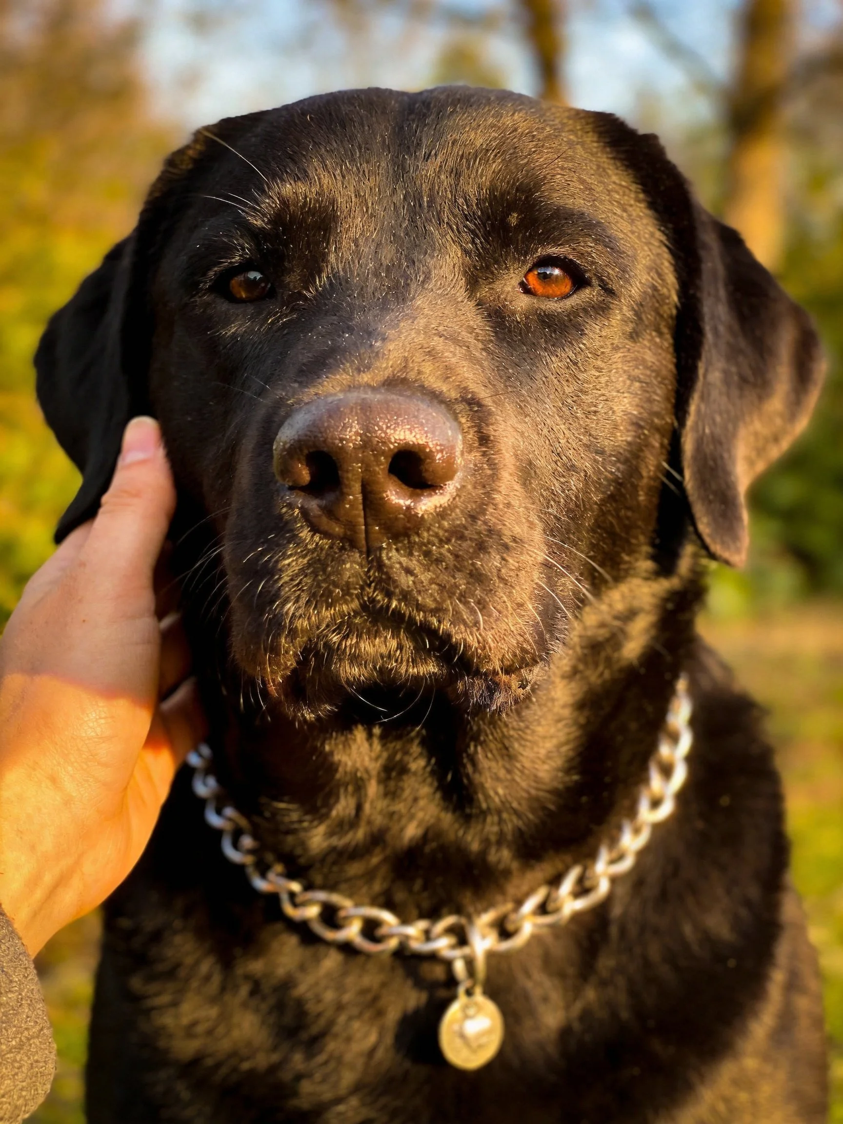 A black Labrador Retriever wearing a silver chain collar outdoors