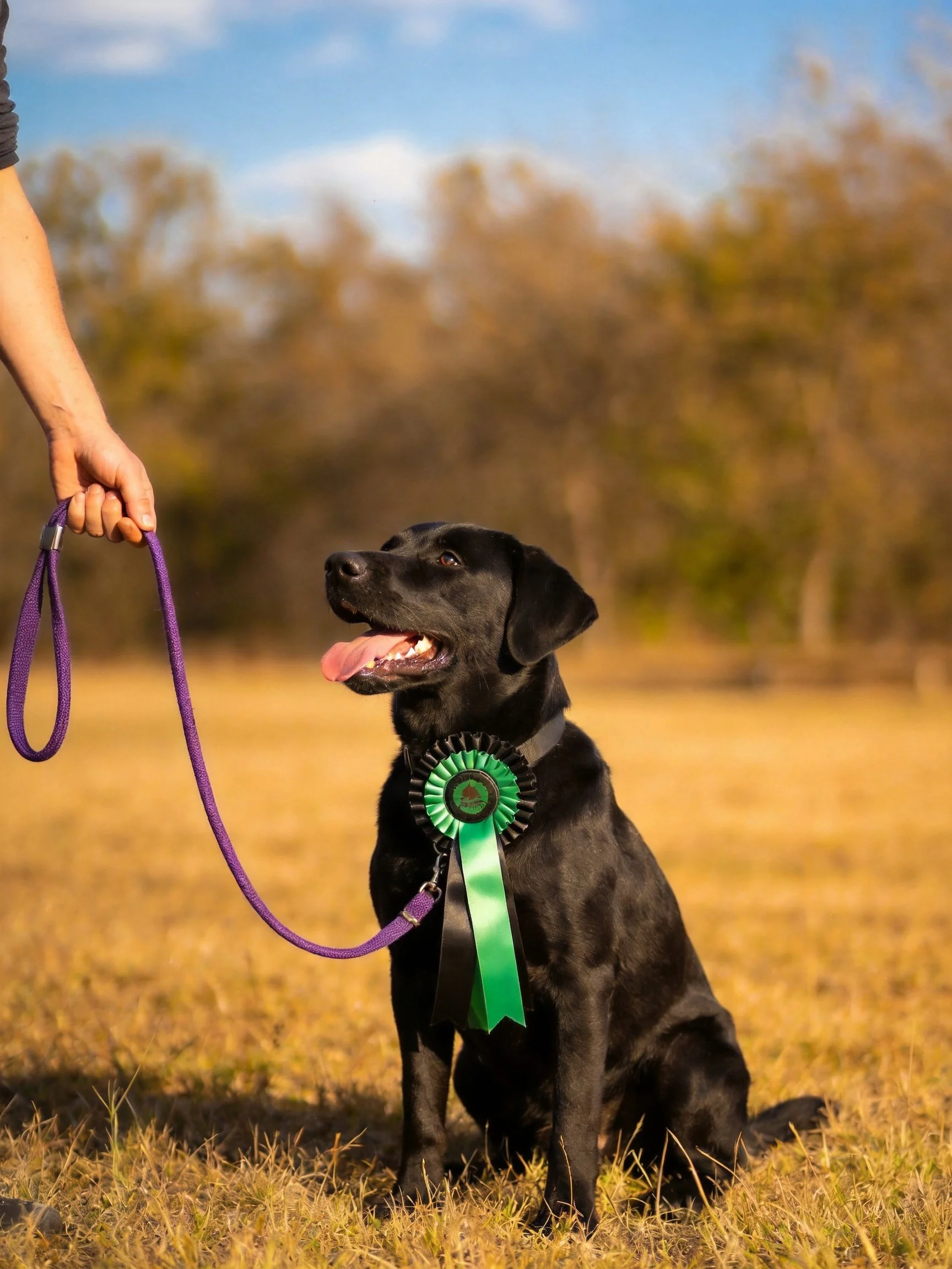 A black Labrador Retriever with a green ribbon sits on golden grass