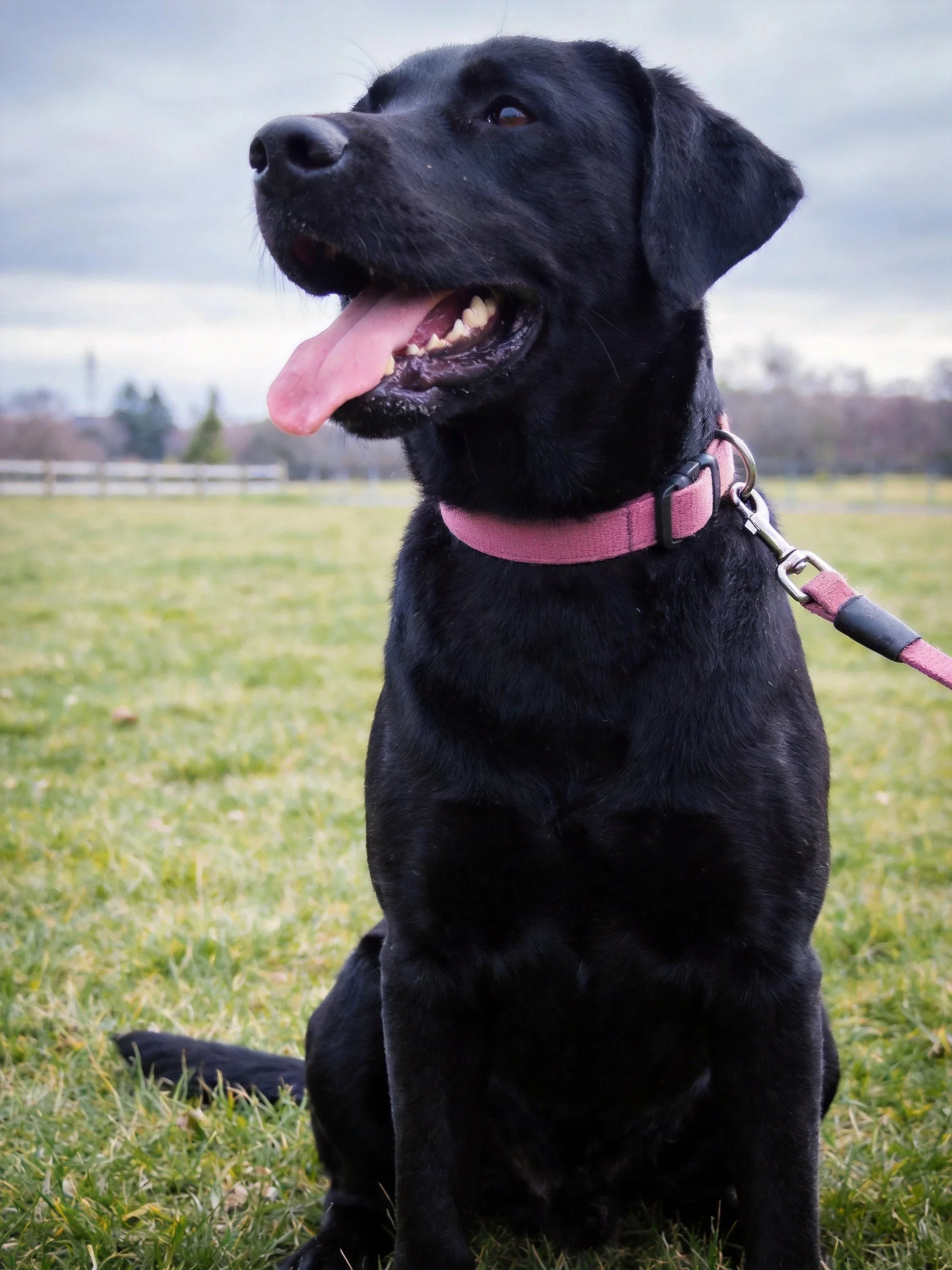 A black Labrador Retriever with a pink collar sits on grass in an open field.