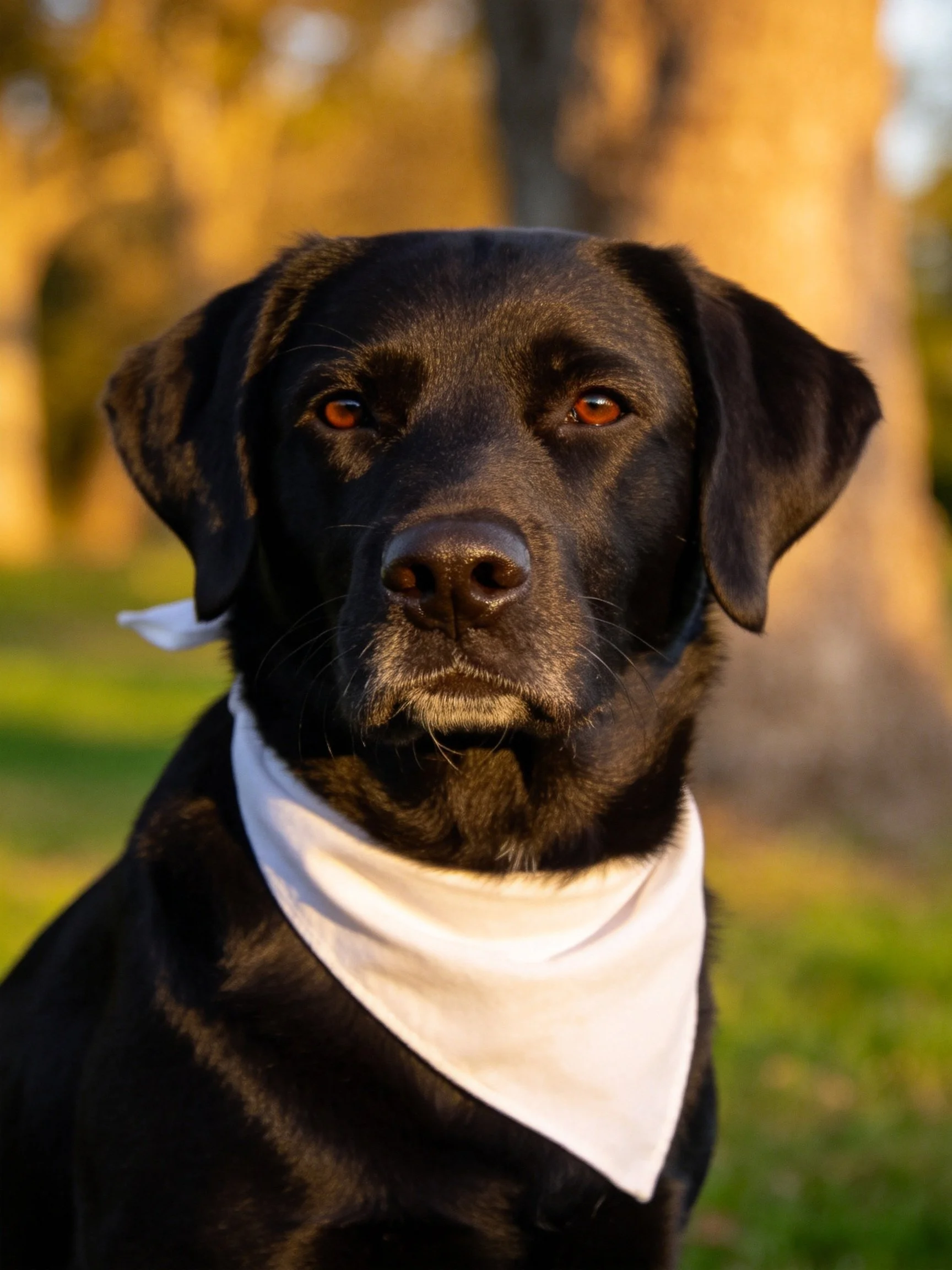 A black Labrador Retriever wears a white bandana in a sunlit outdoor setting.
