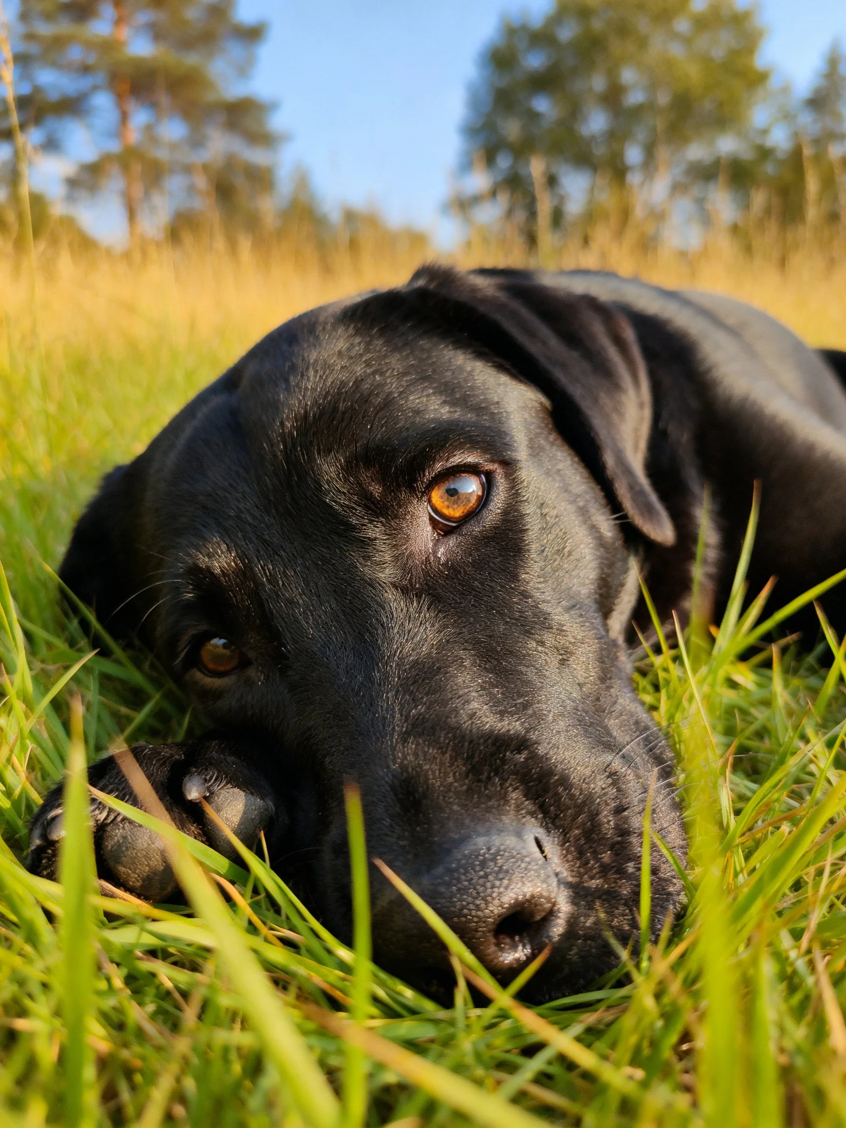 A black Labrador relaxes among tall grass with trees in the distance.
