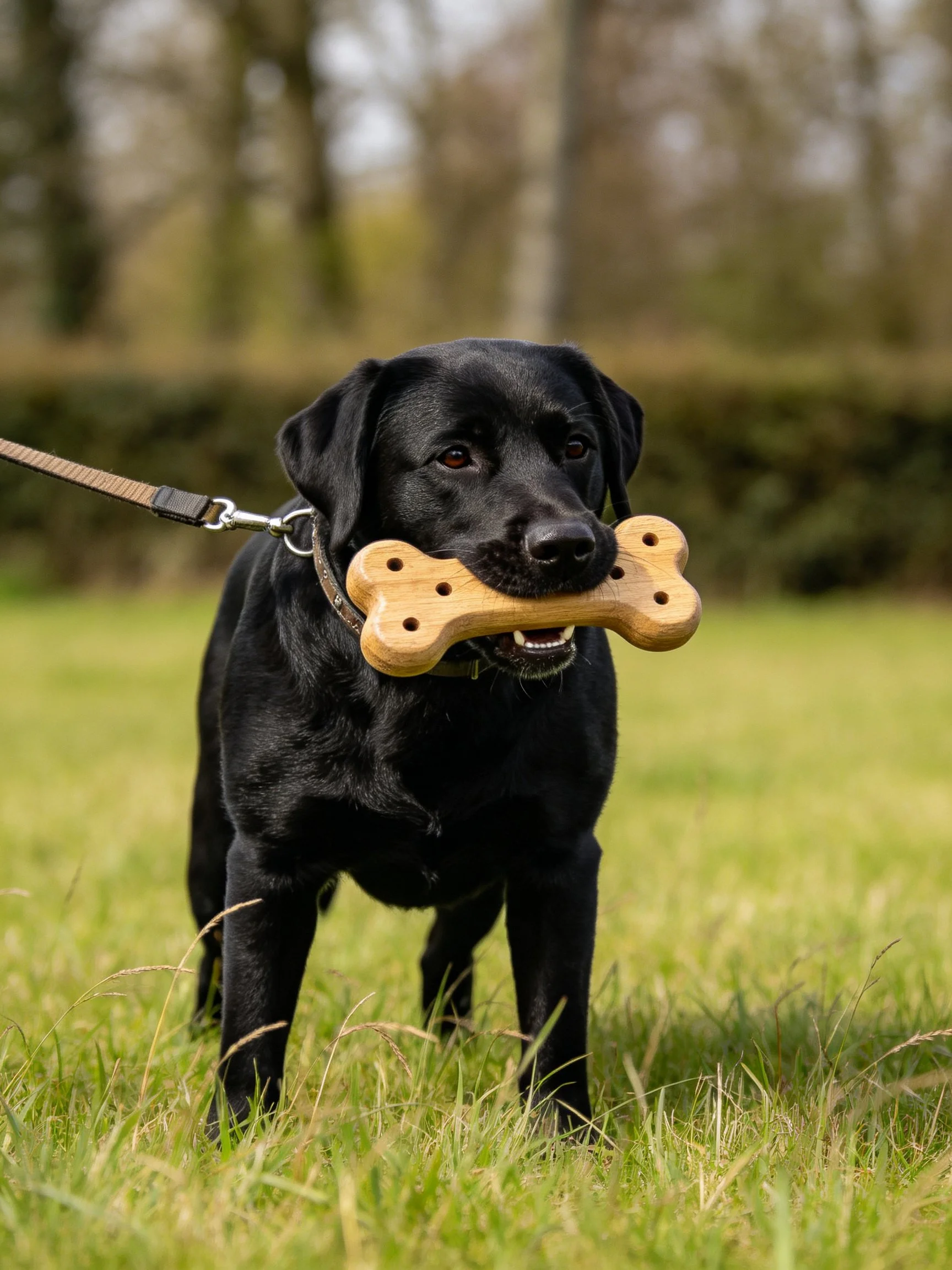 A black Labrador retriever carries a wooden bone toy on grass