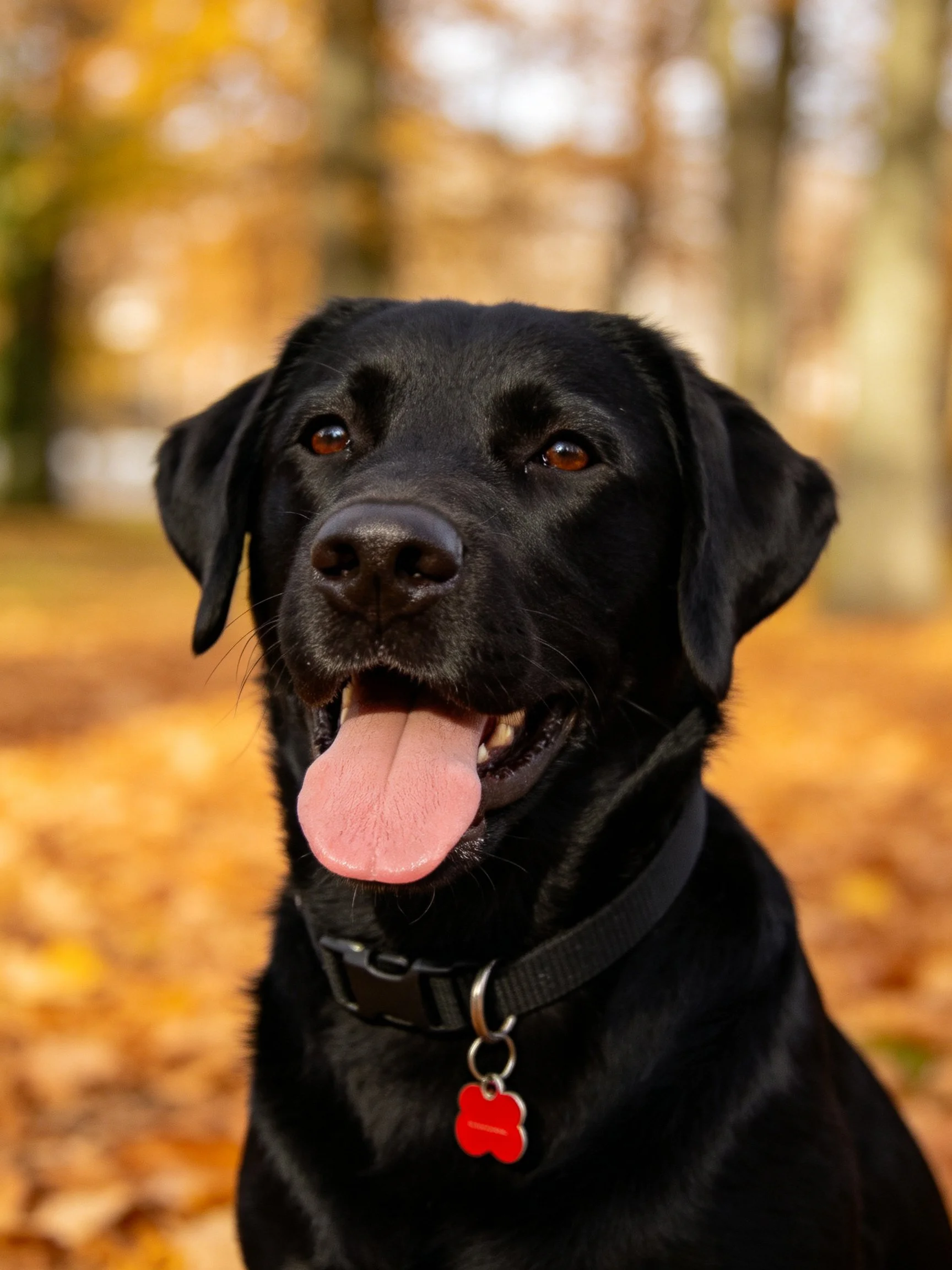 A black Labrador retriever in an autumn leaf-filled park