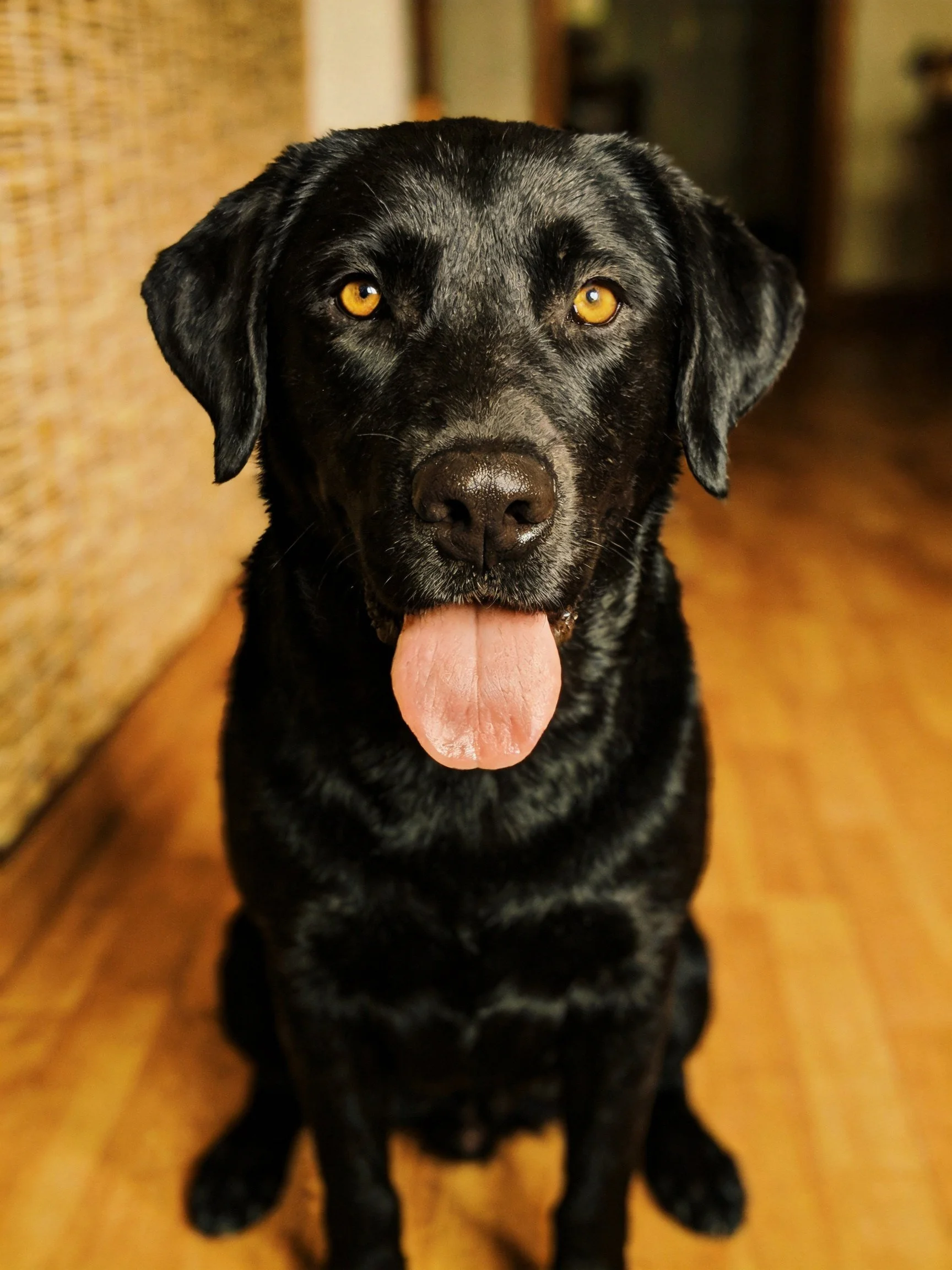 A black Labrador retriever sits calmly on a wooden floor with its tongue extended.