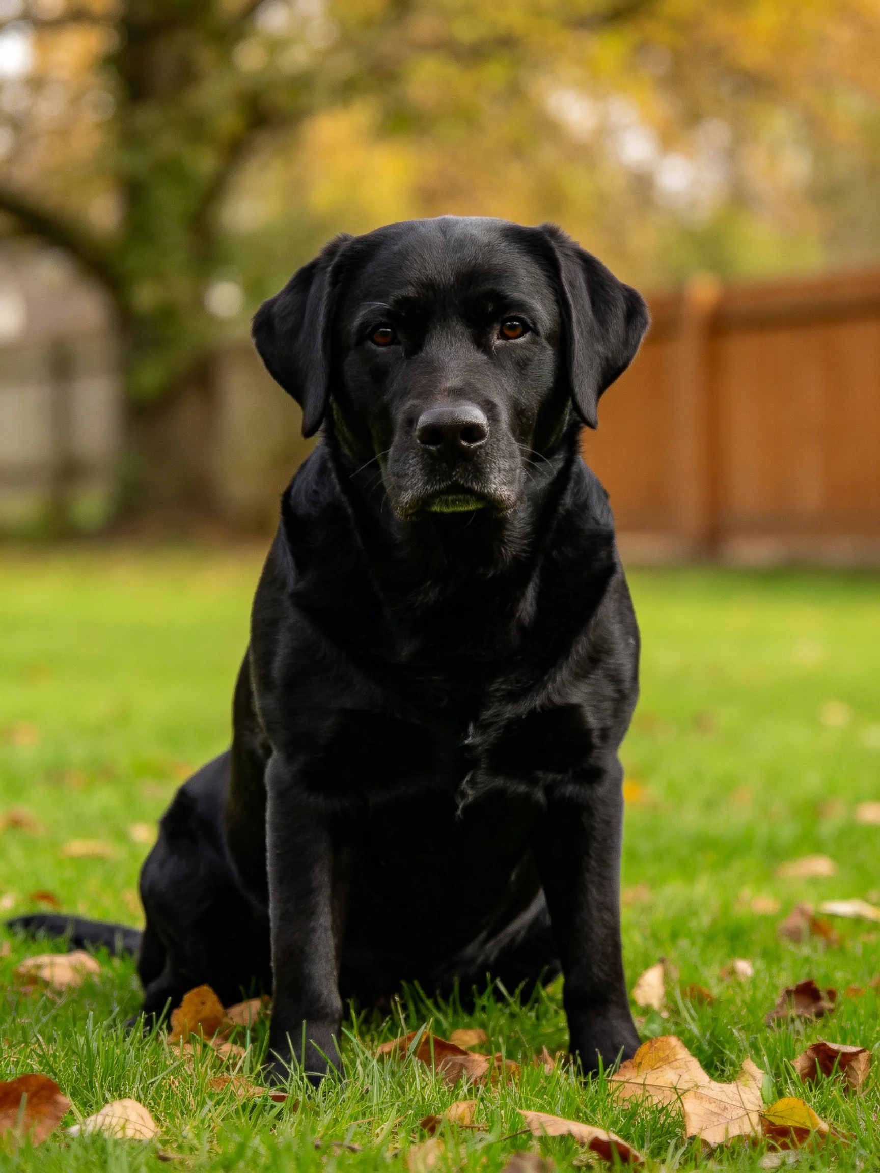 A black Labrador sits on green grass with autumn leaves