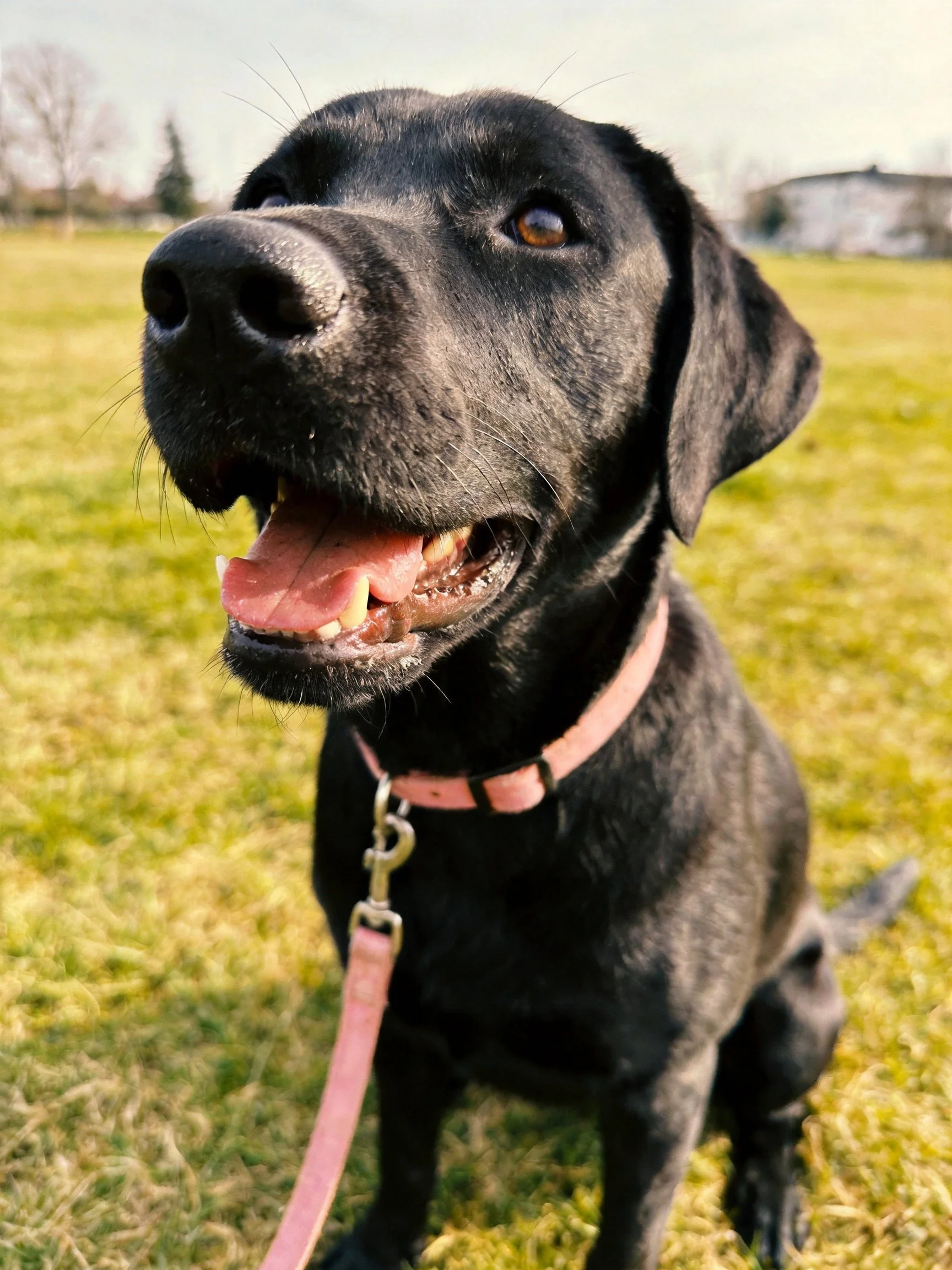 A black Labrador with an open mouth sits on grass near buildings.