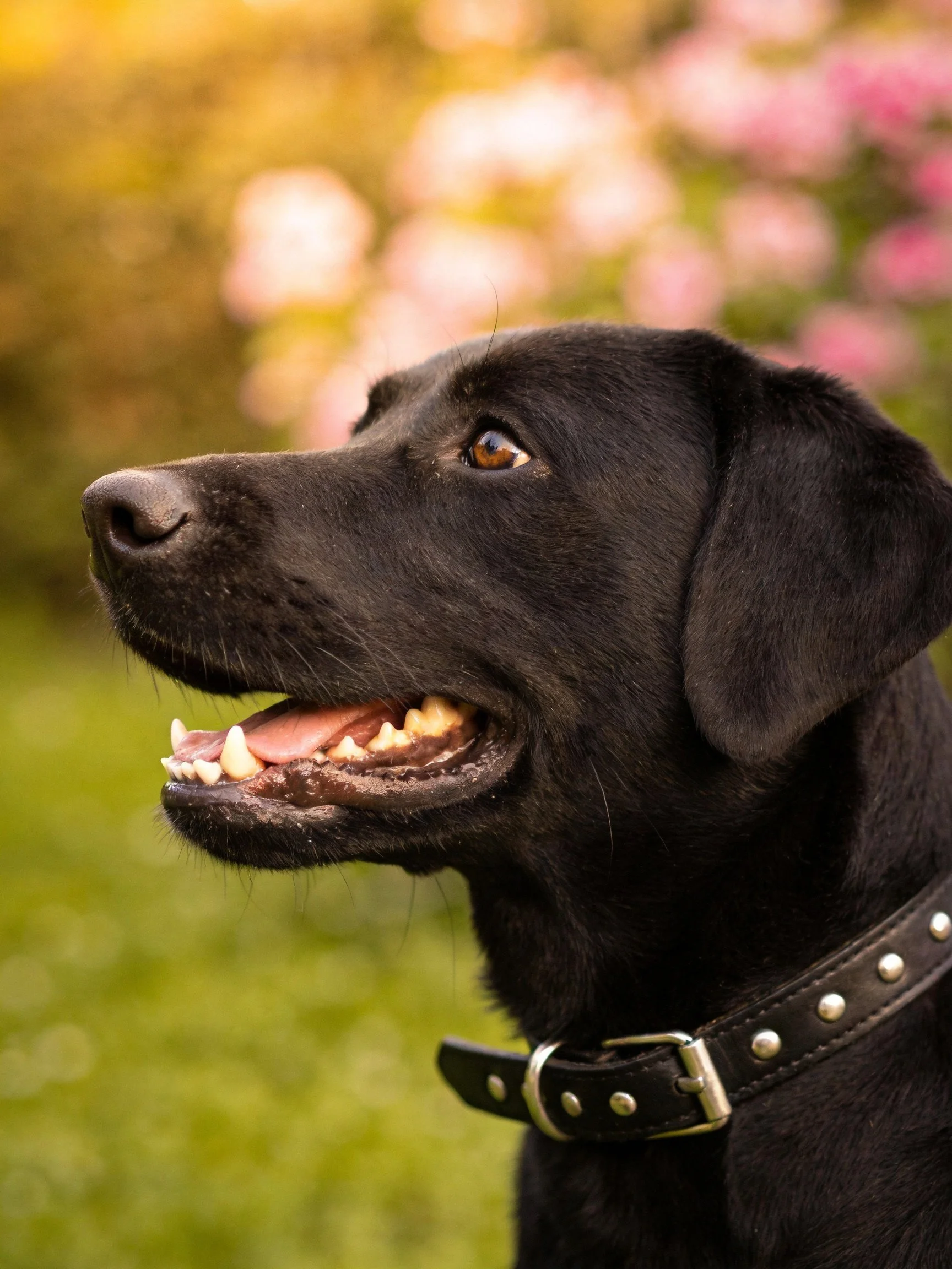 A black Labrador with a studded collar in a floral garden