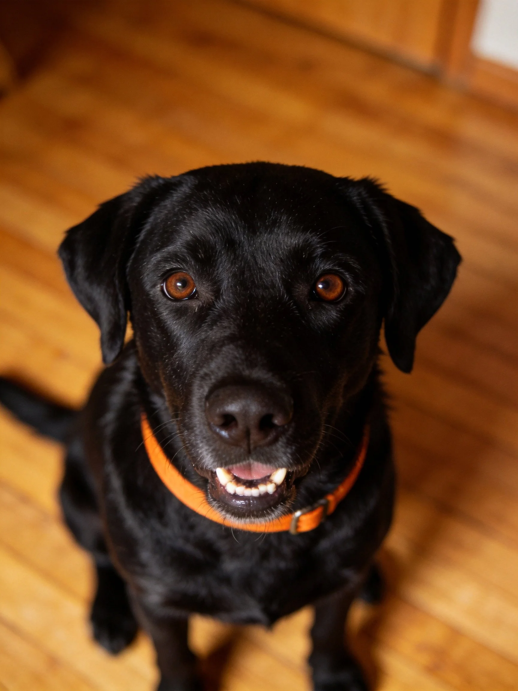 A black Labrador with orange collar on wooden floor