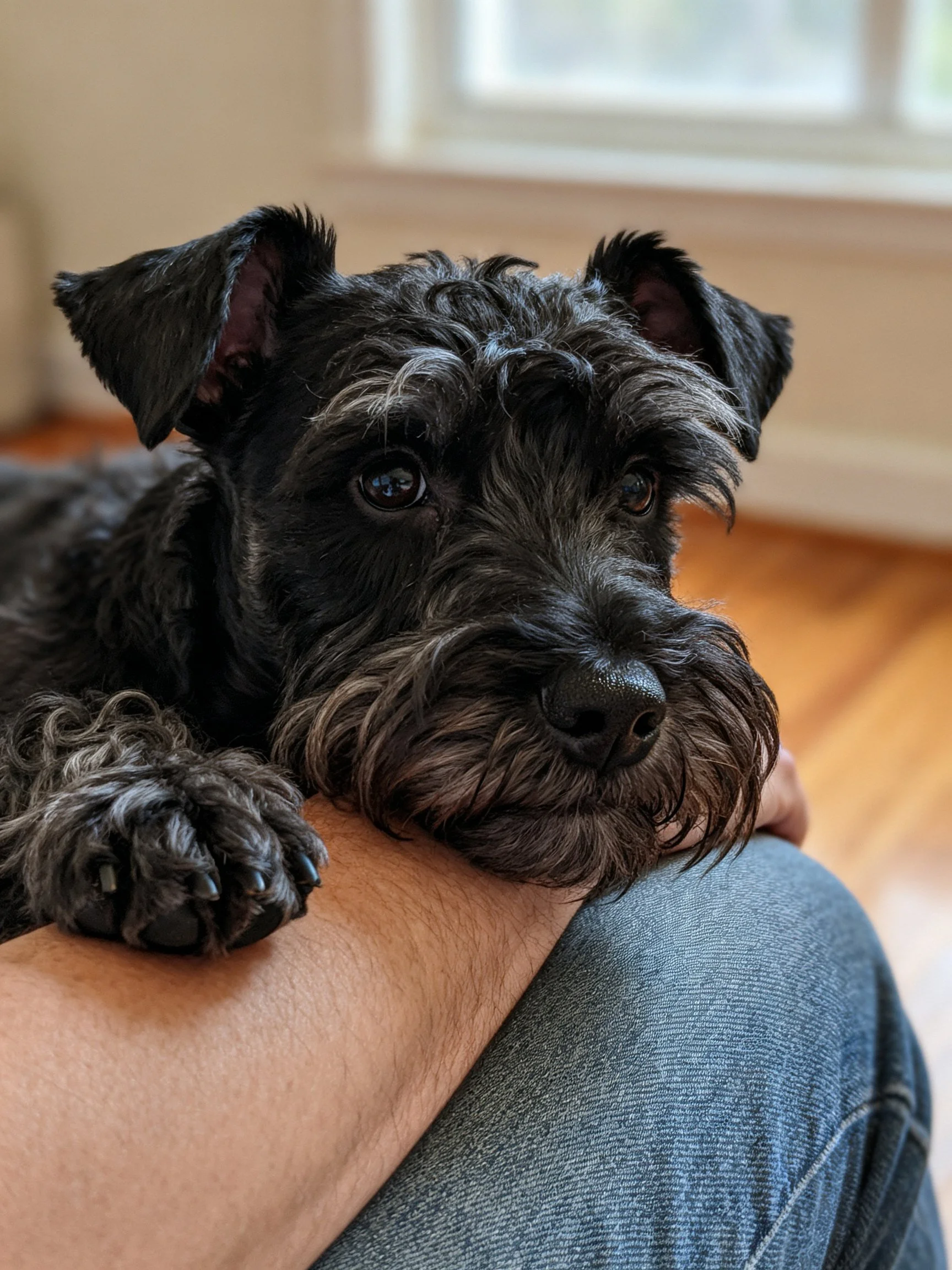 A black Schnauzer rests on a persons lap indoors