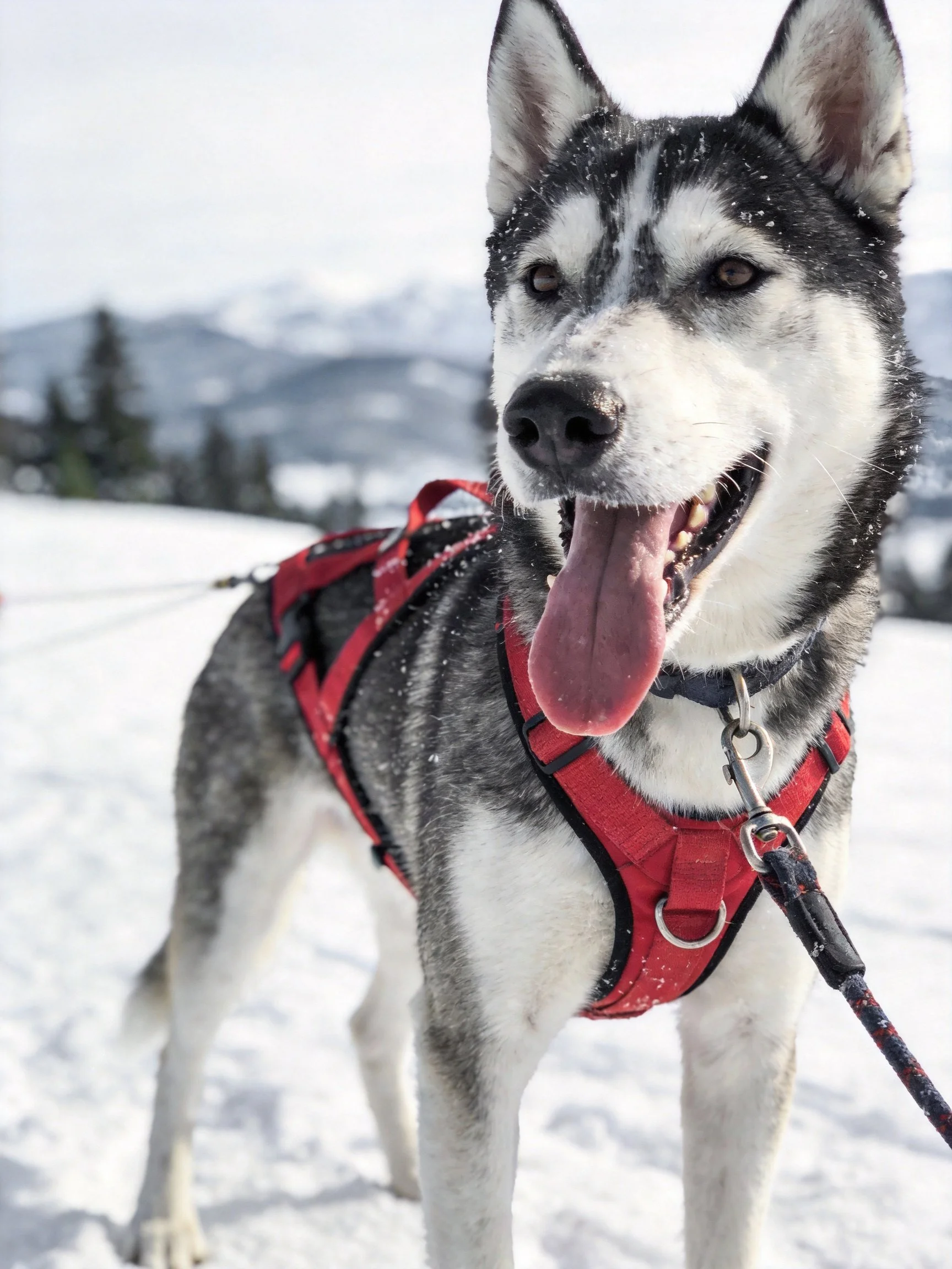 A black - and - white Siberian husky wearing a red harness stands on a snowy landscape.