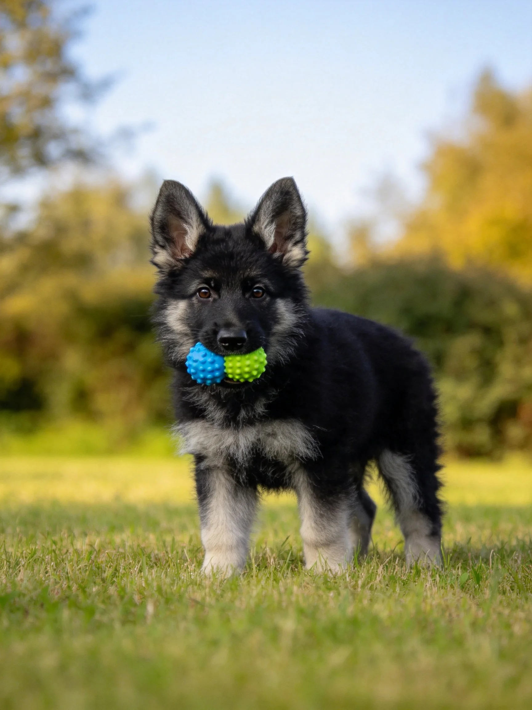 A young German Shepherd puppy stands on grass holding a colorful ball.