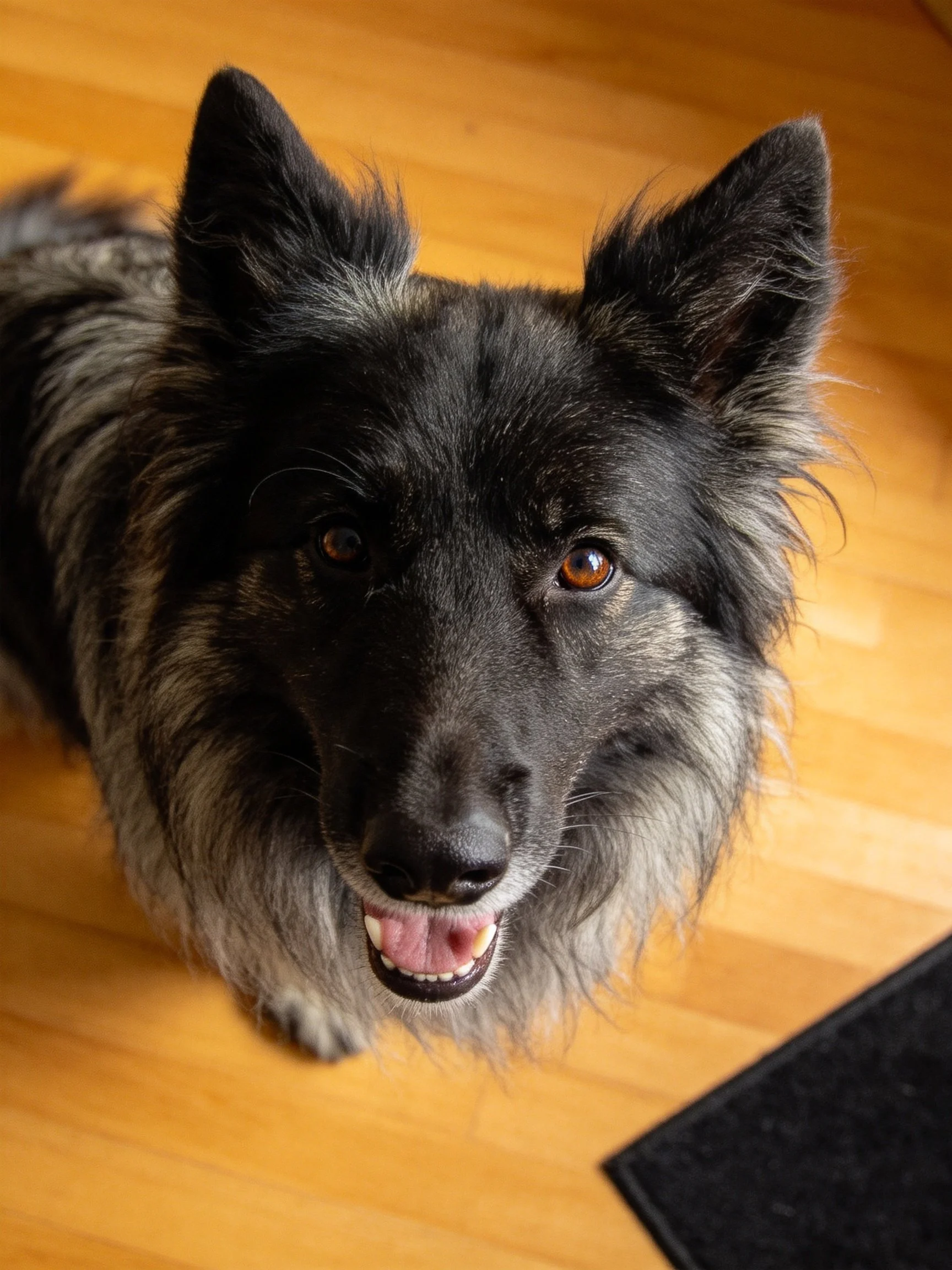 A black and gray shaggy dog gazes upward on a wooden floor.