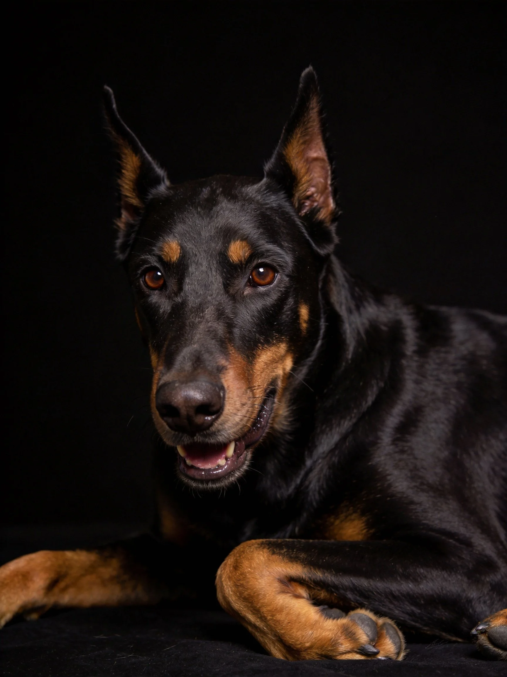 A black and tan Doberman rests against a solid black backdrop