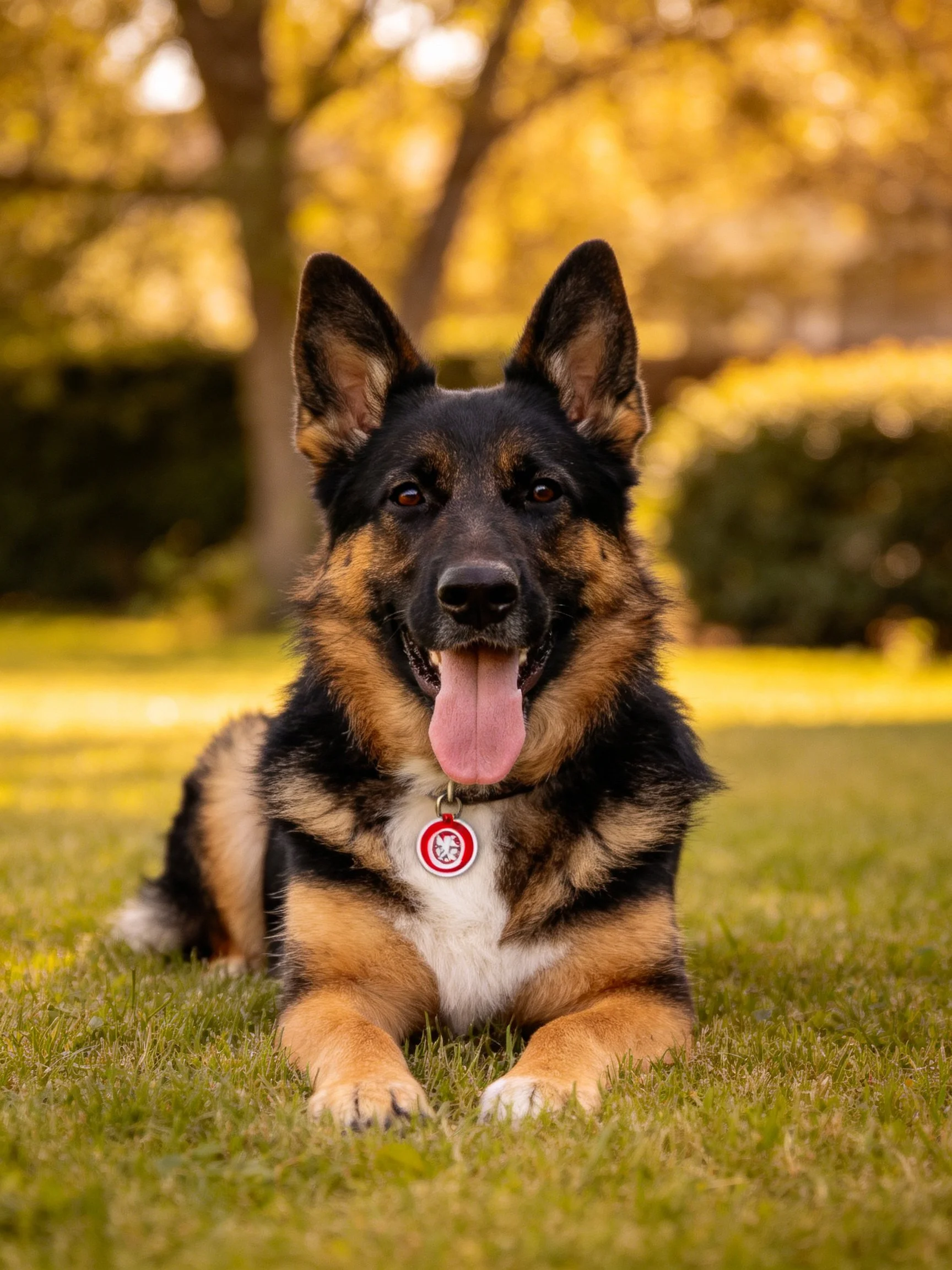 A German Shepherd relaxes on grass in a sunlit outdoor area.