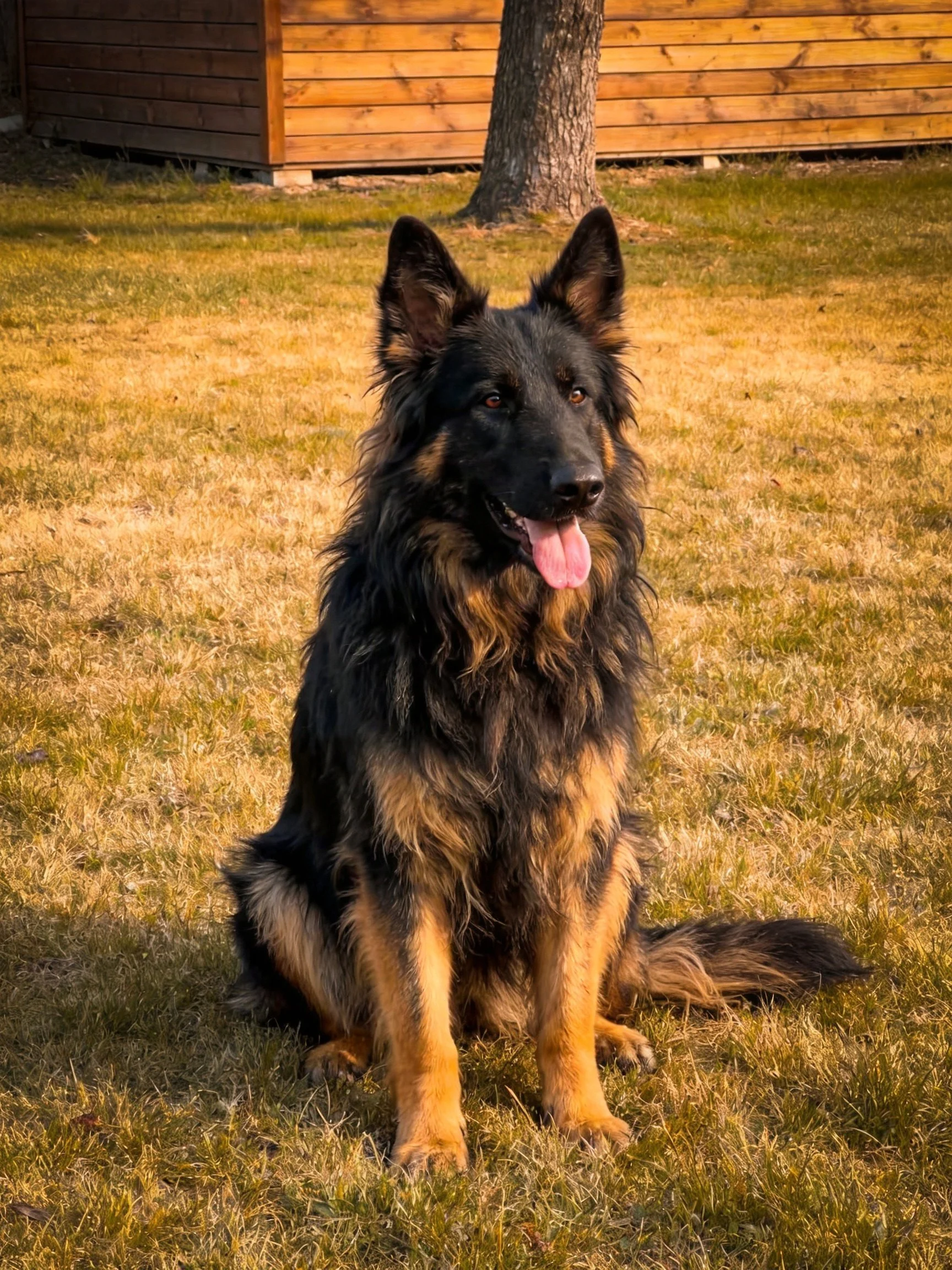 A German Shepherd sits calmly on dry grass beside a wooden structure.