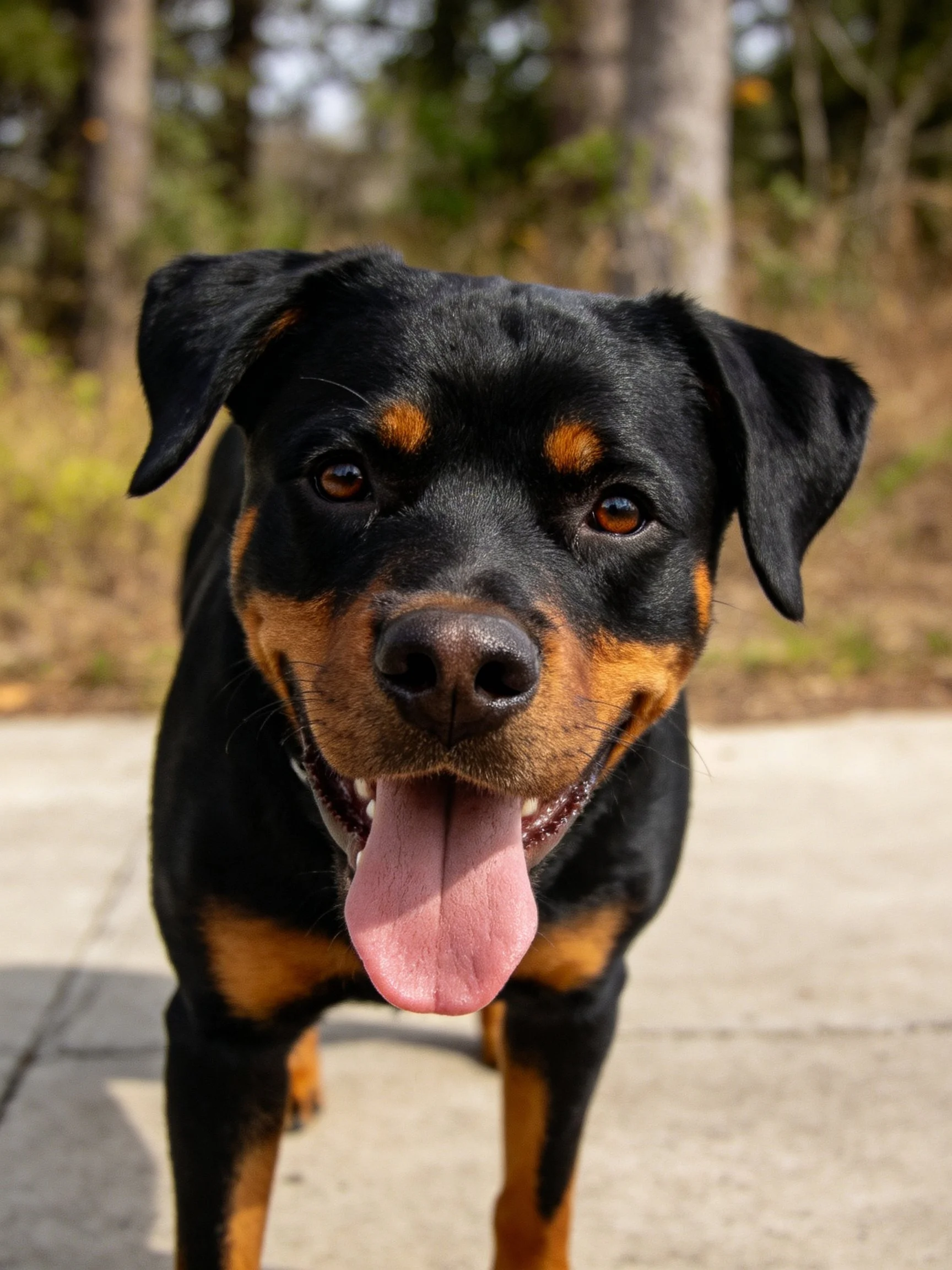 A black and tan Rottweiler dog standing on pavement near trees
