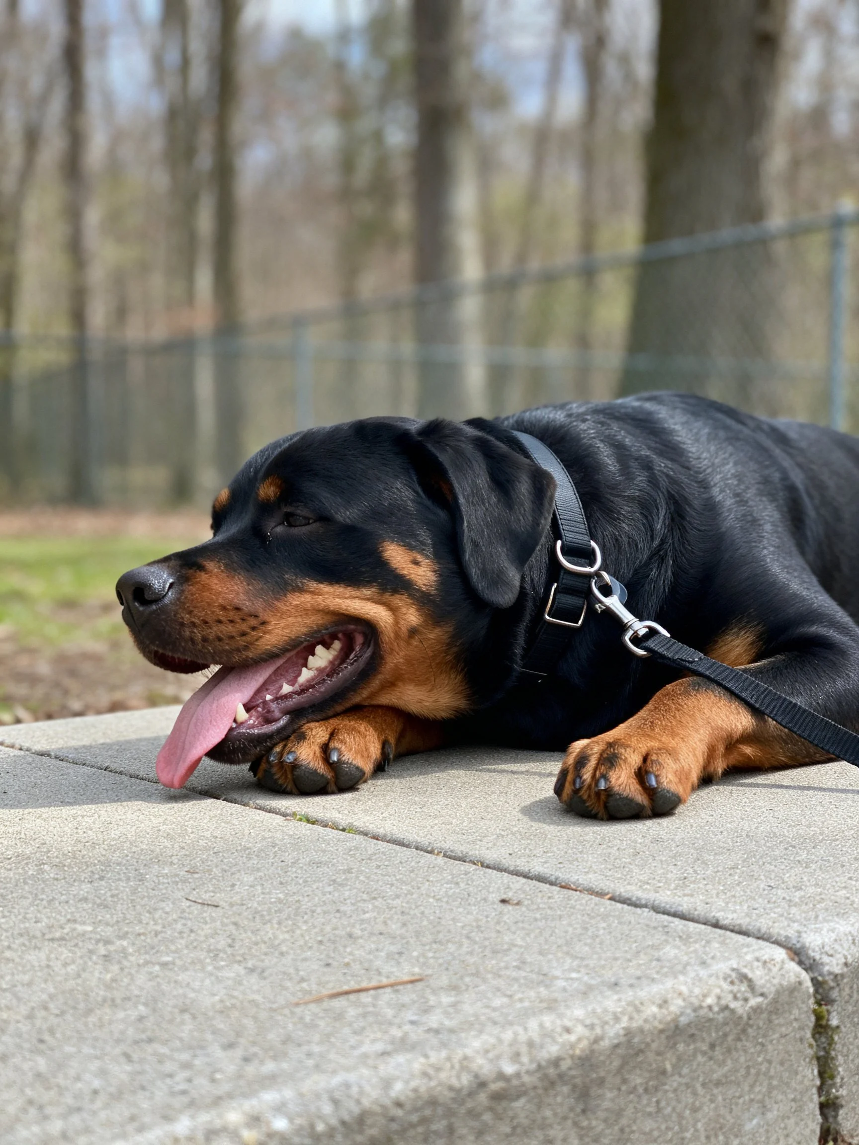 A black and tan Rottweiler rests on concrete near a fenced area