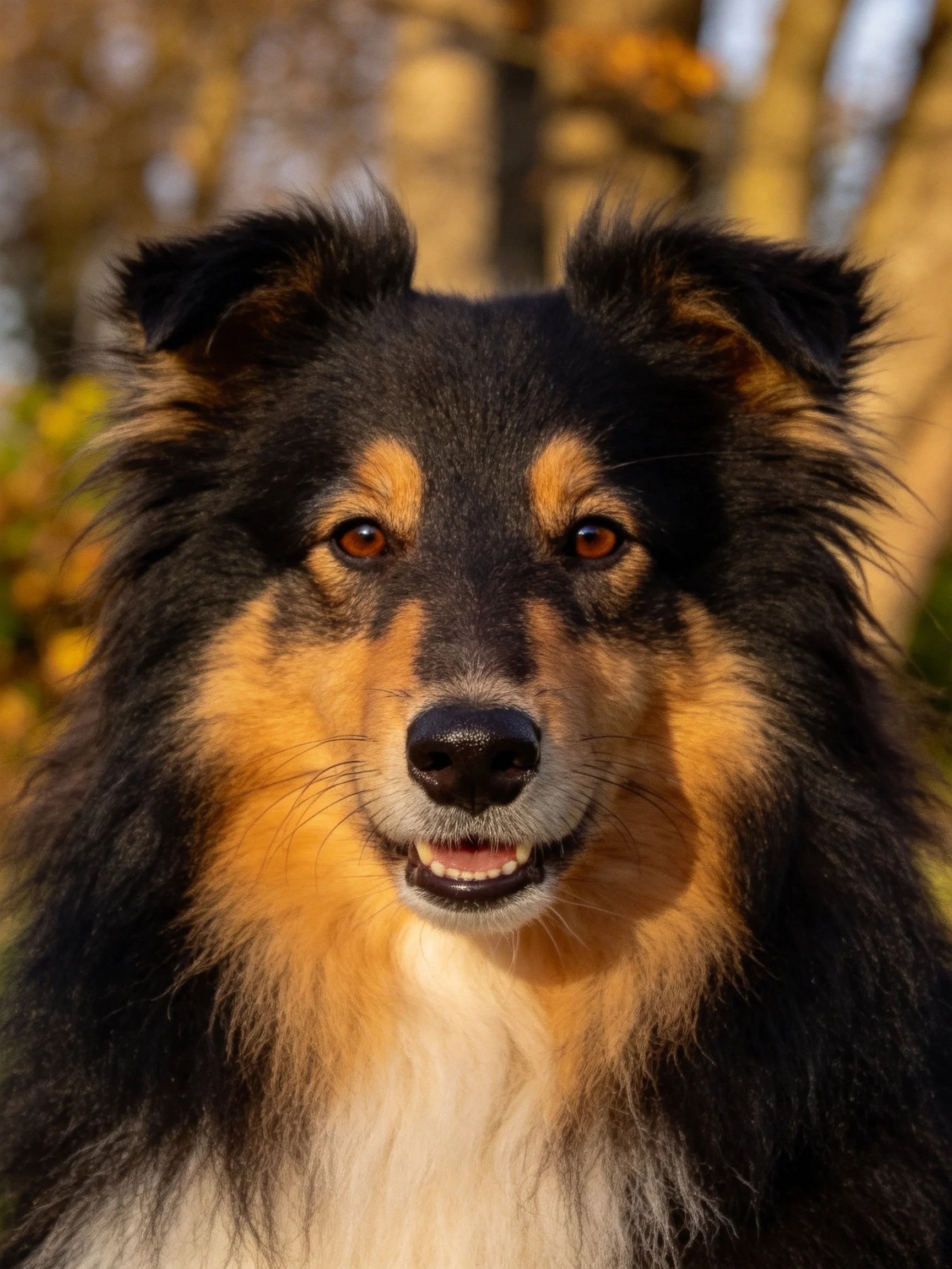 A black and tan Shetland Sheepdog with shaggy fur in a wooded area