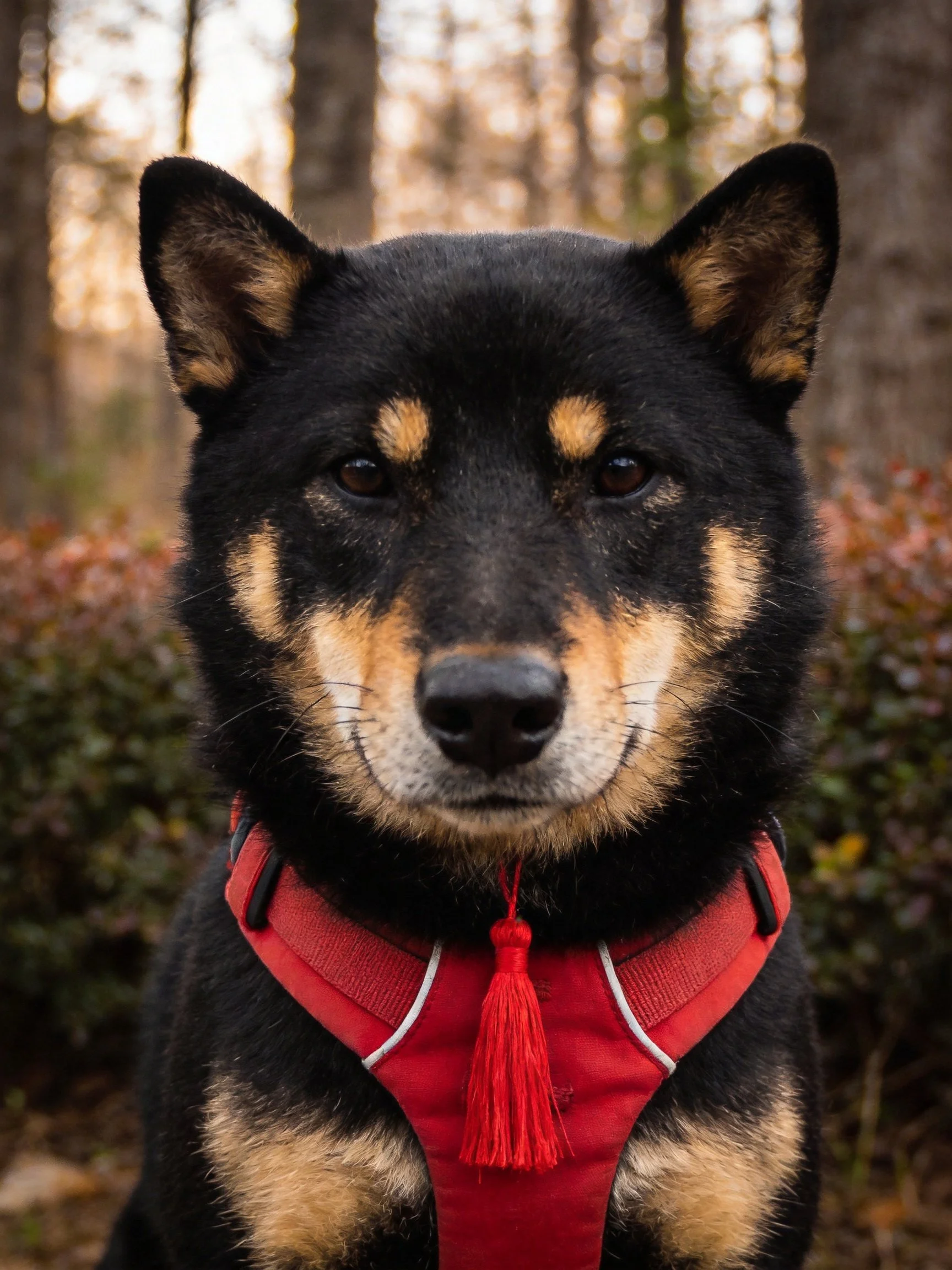 A black and tan Shiba Inu wearing a red harness in a wooded setting