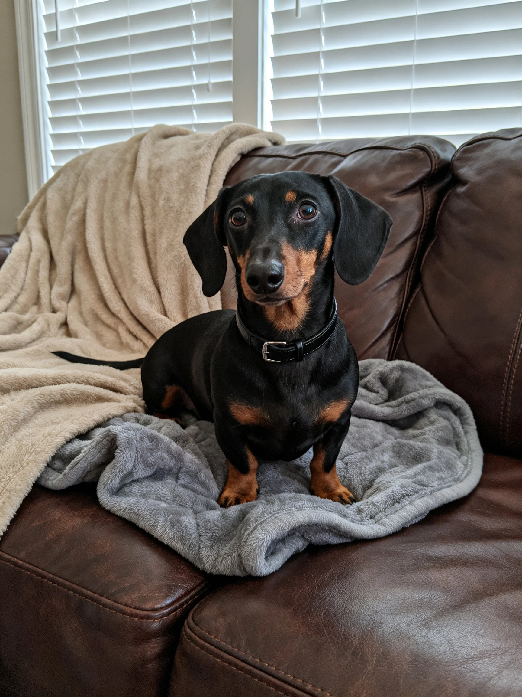 A black and tan dachshund sits on a brown leather couch with blankets