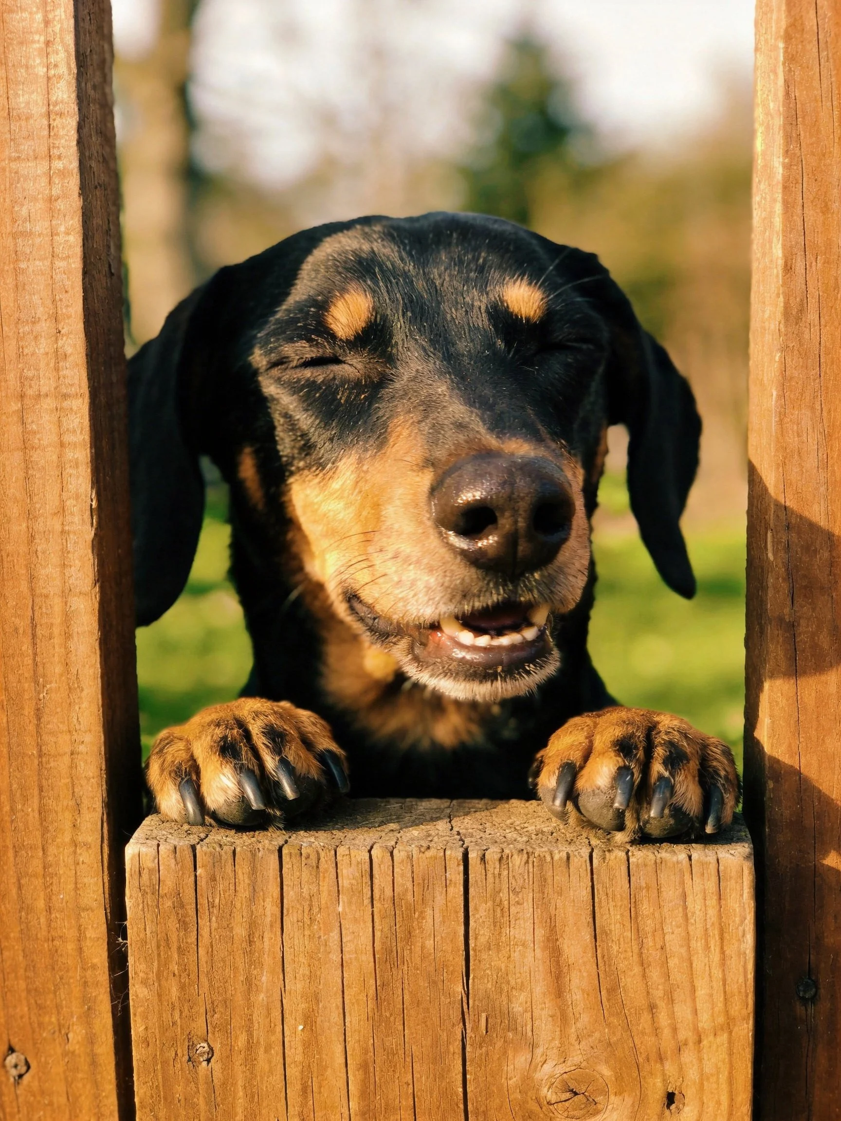 A content black and tan dog rests on a wooden fence with closed eyes