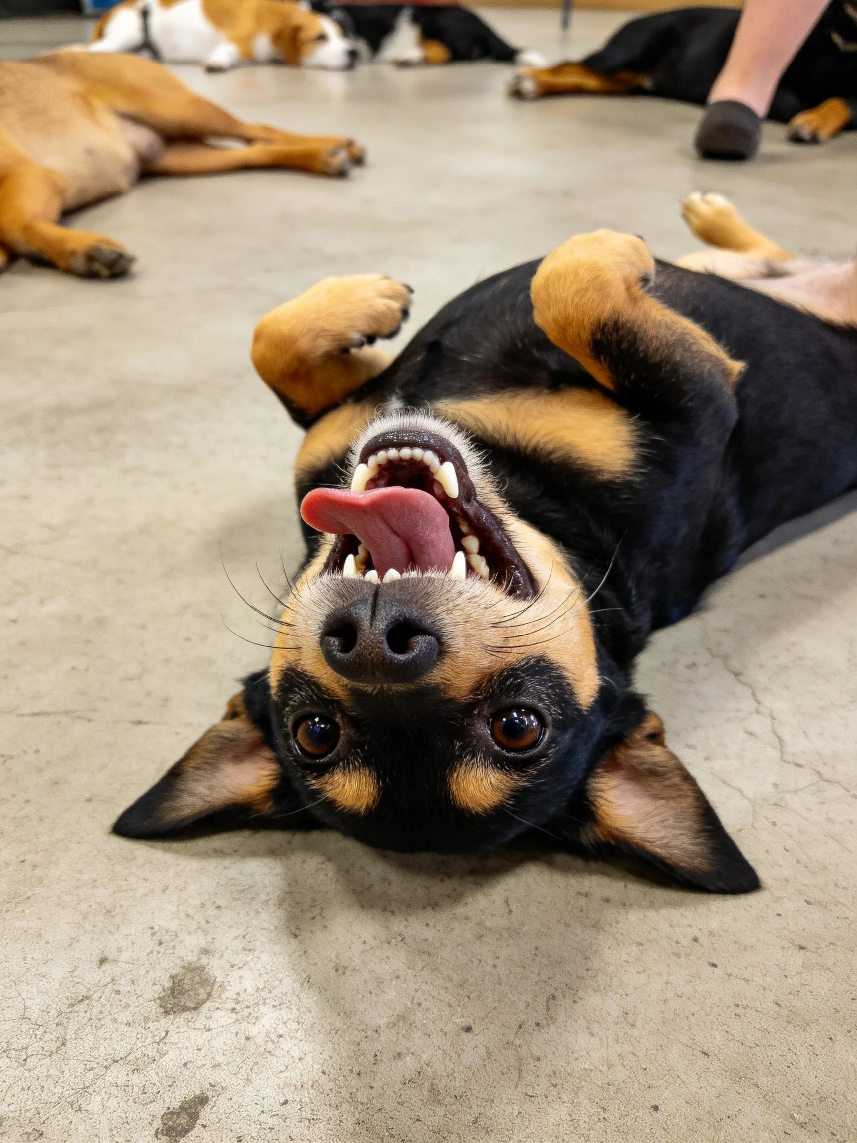 A black and tan dog plays upside down on a concrete floor surrounded by other dogs.