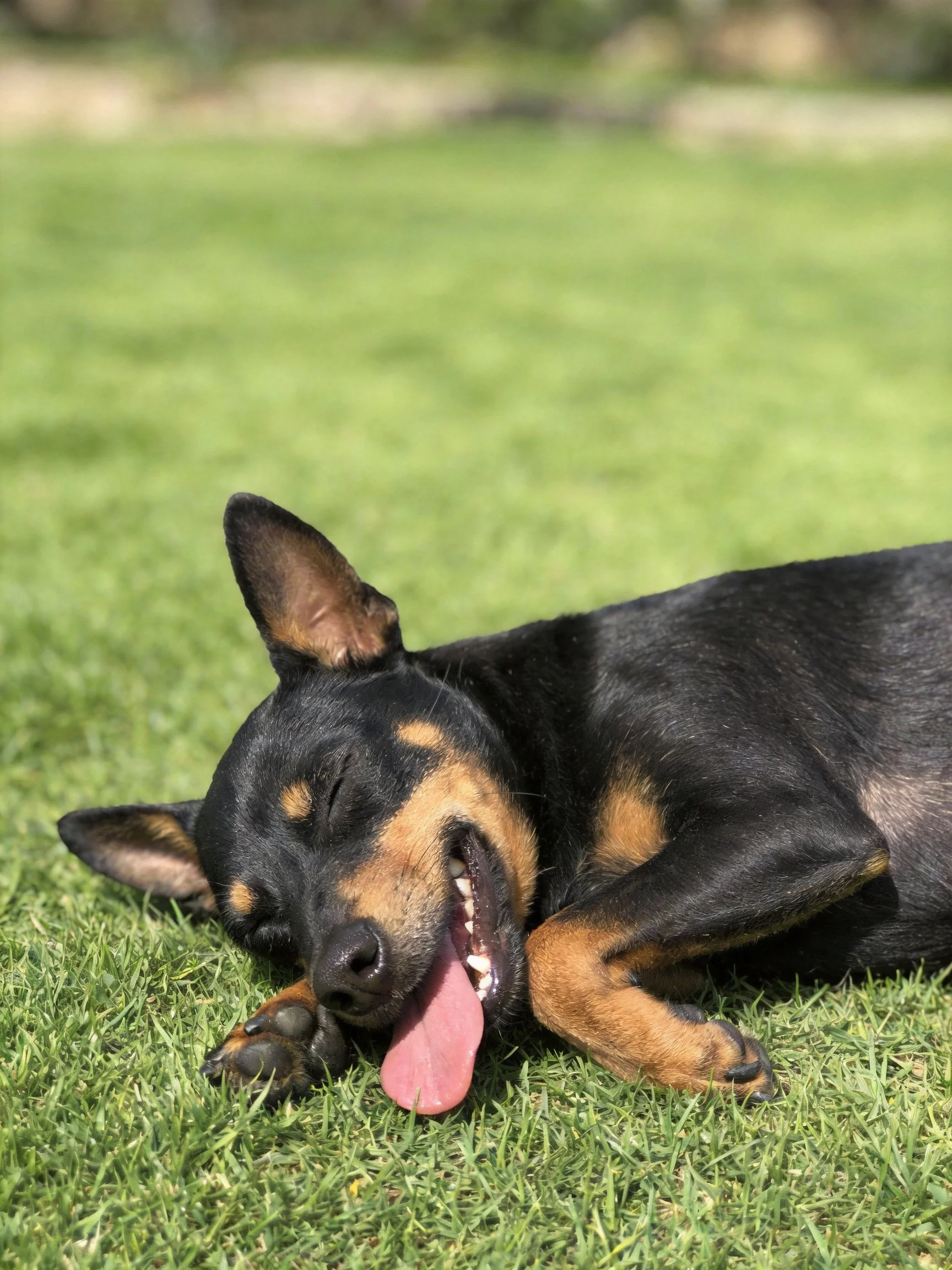A small black and tan dog relaxes on lush green grass.