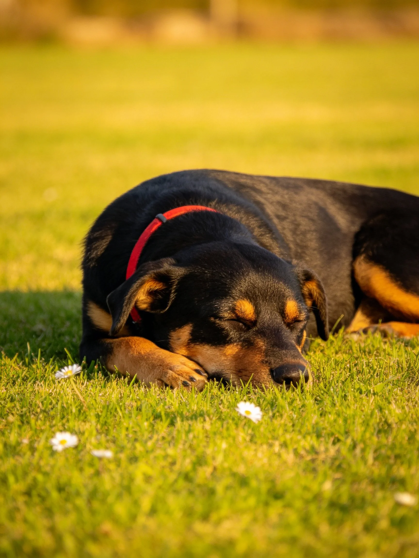 A black and tan dog sleeps on sunlit grass.