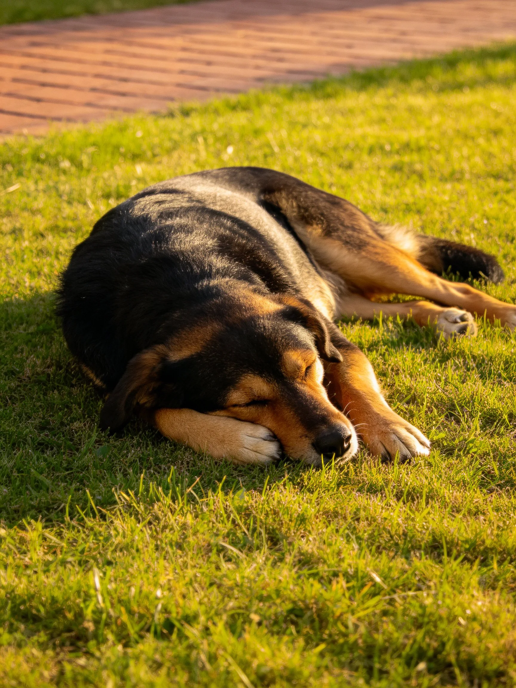 A mixed - breed dog sleeps contentedly on a sunlit lawn adjacent to a brick walkway.
