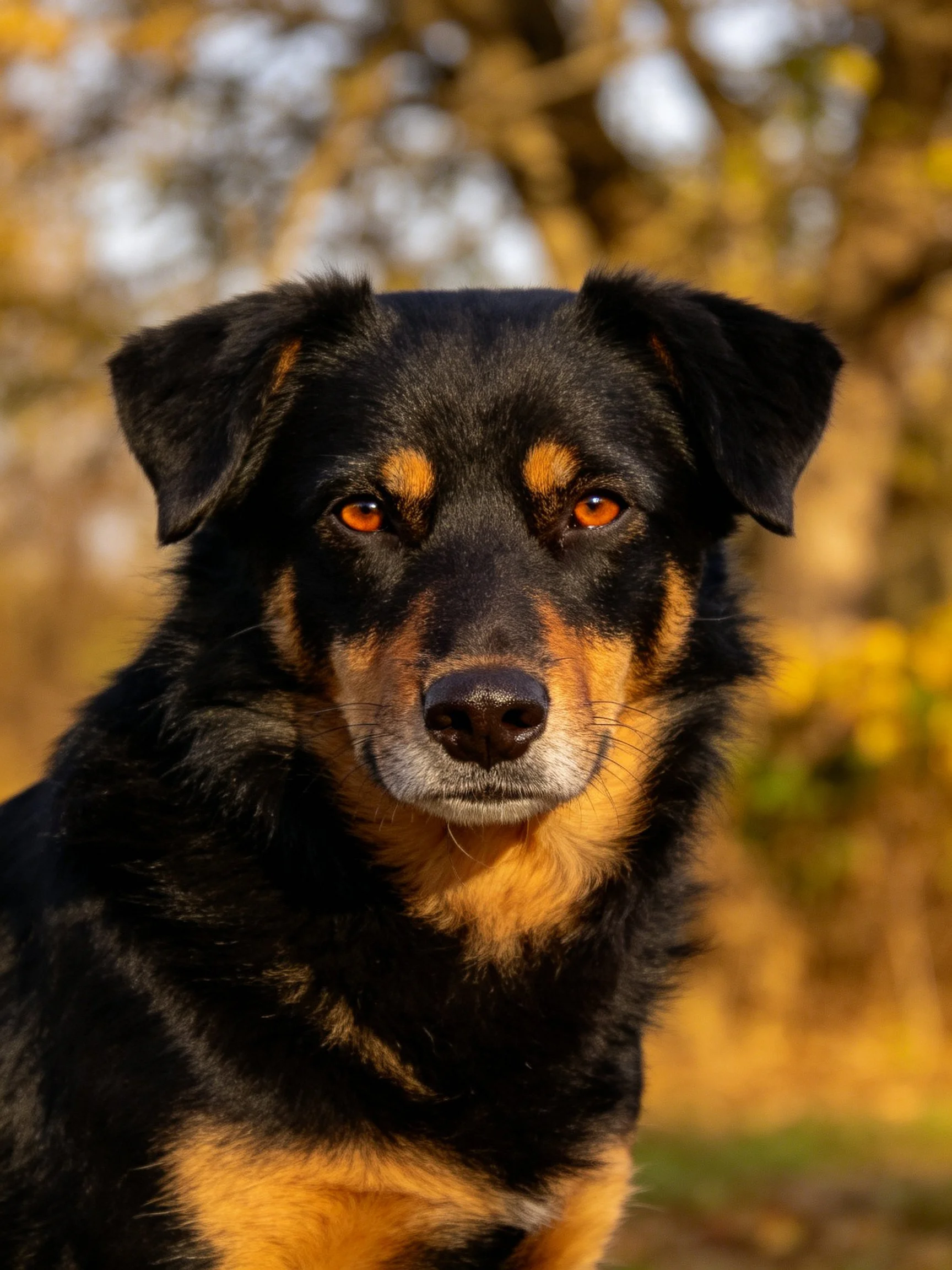 A black and tan dog with amber eyes in a sunlit outdoor setting
