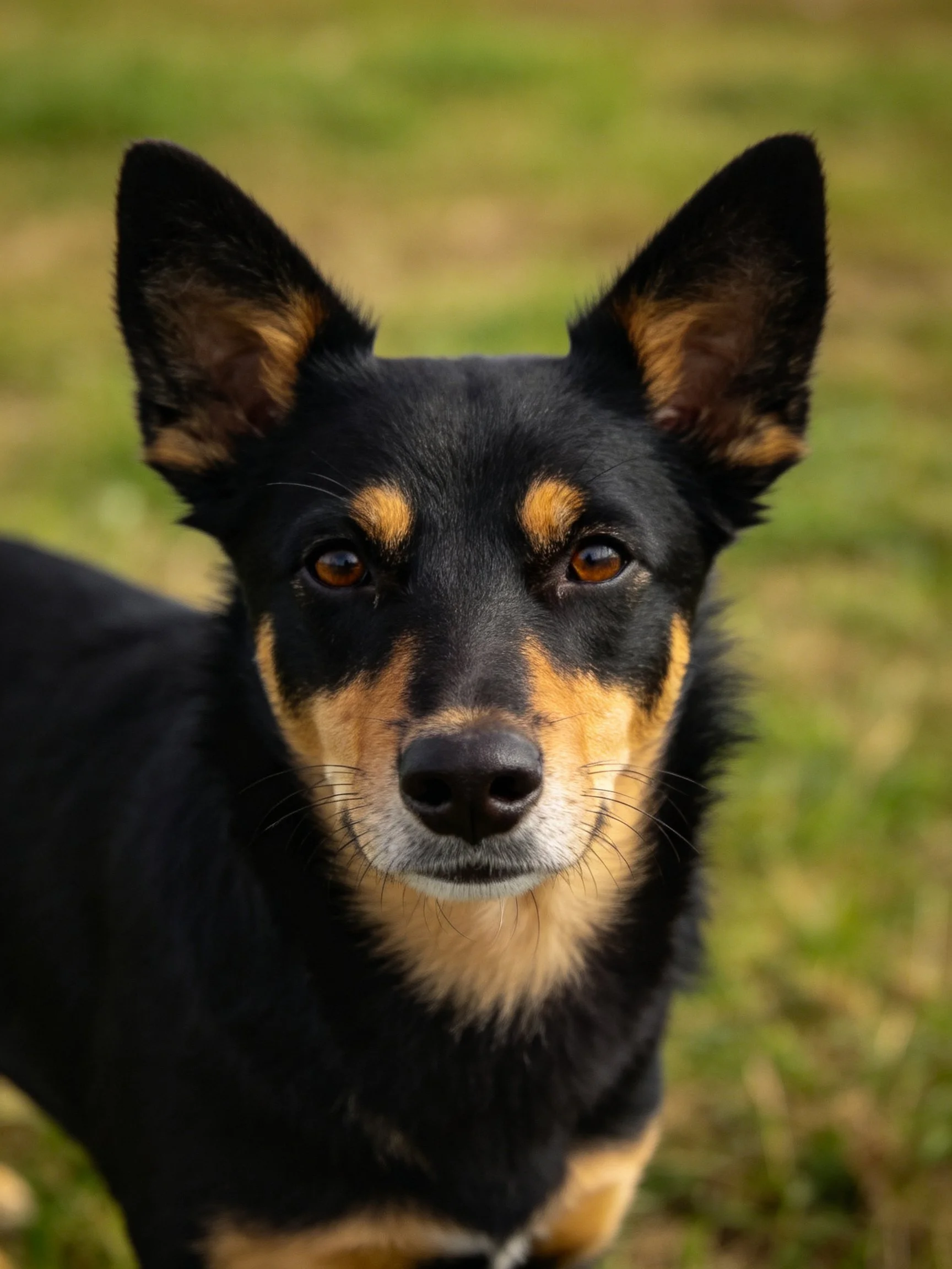 A black and tan dog looks directly at the camera in a grassy outdoor setting.