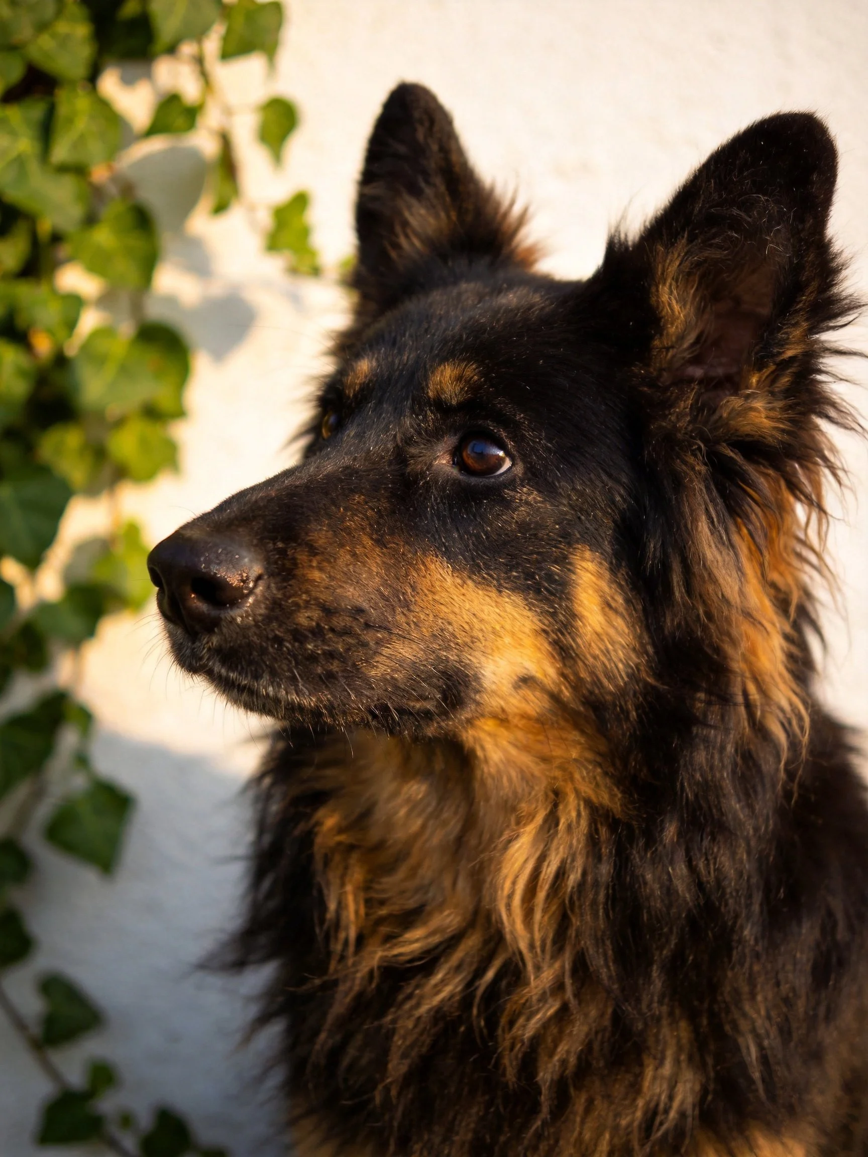 A black and tan dog with upright ears near green foliage