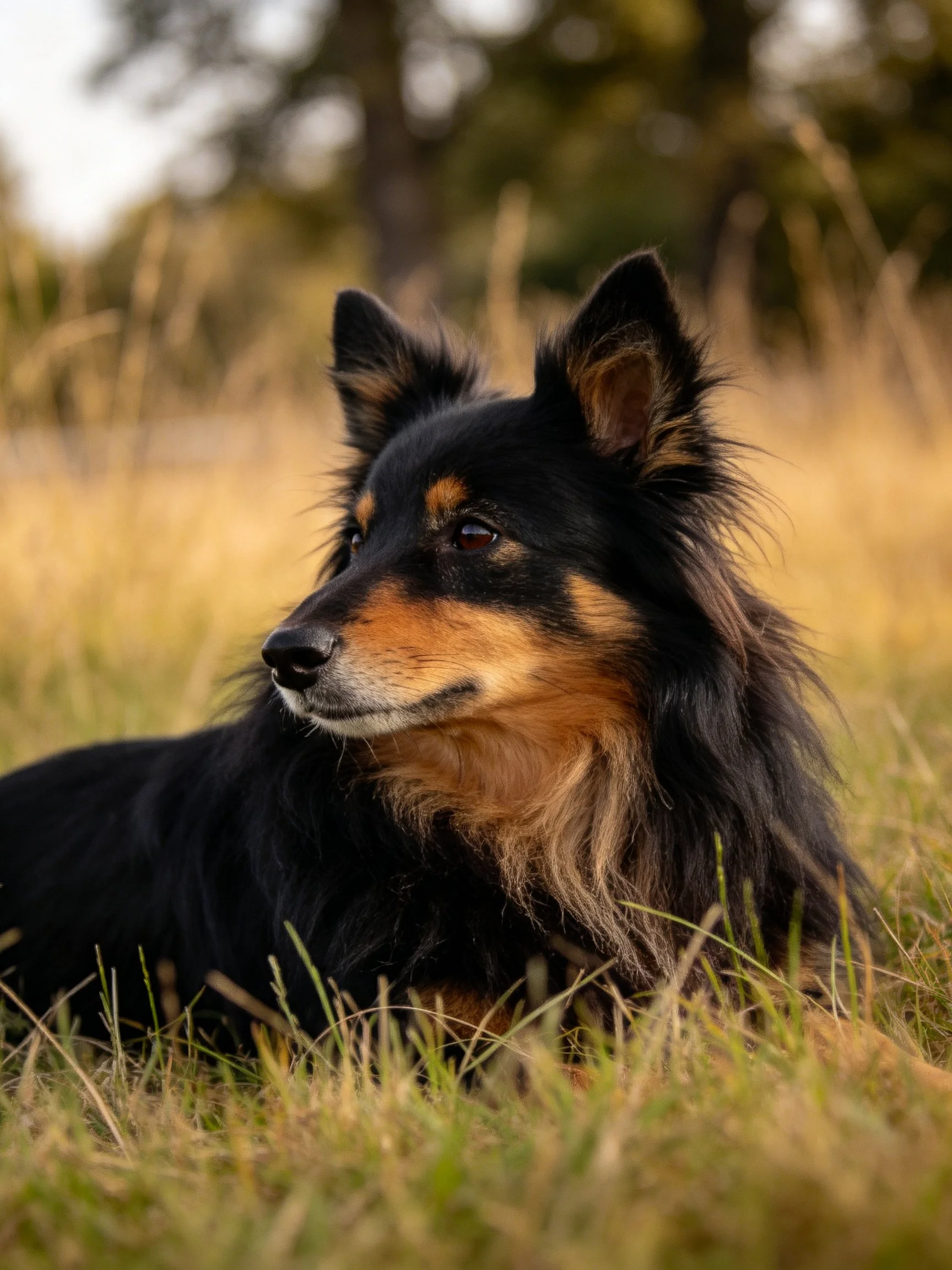 A black and tan dog rests calmly among tall grass with trees nearby.
