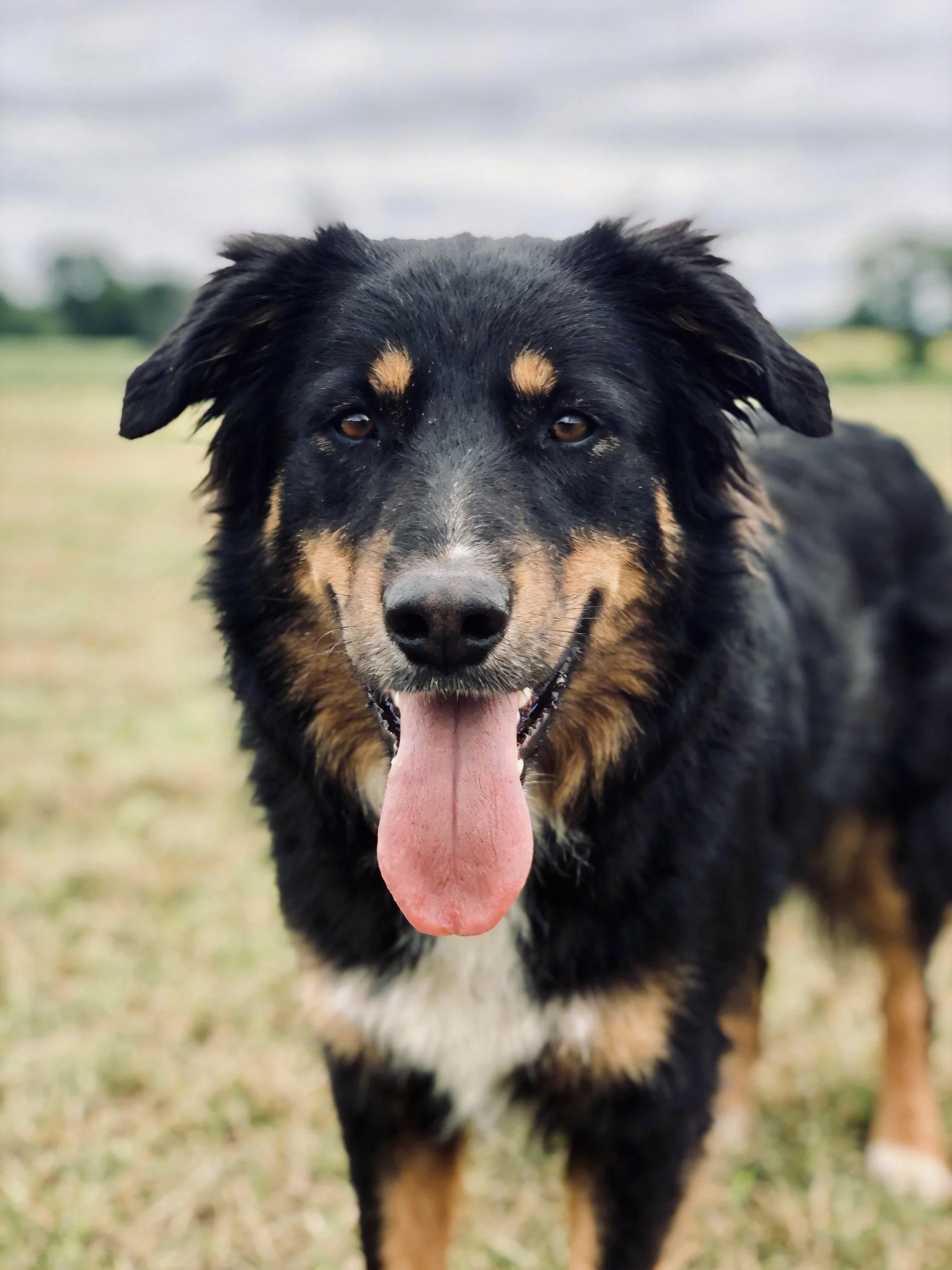 A black and tan mixed-breed dog stands in an open field