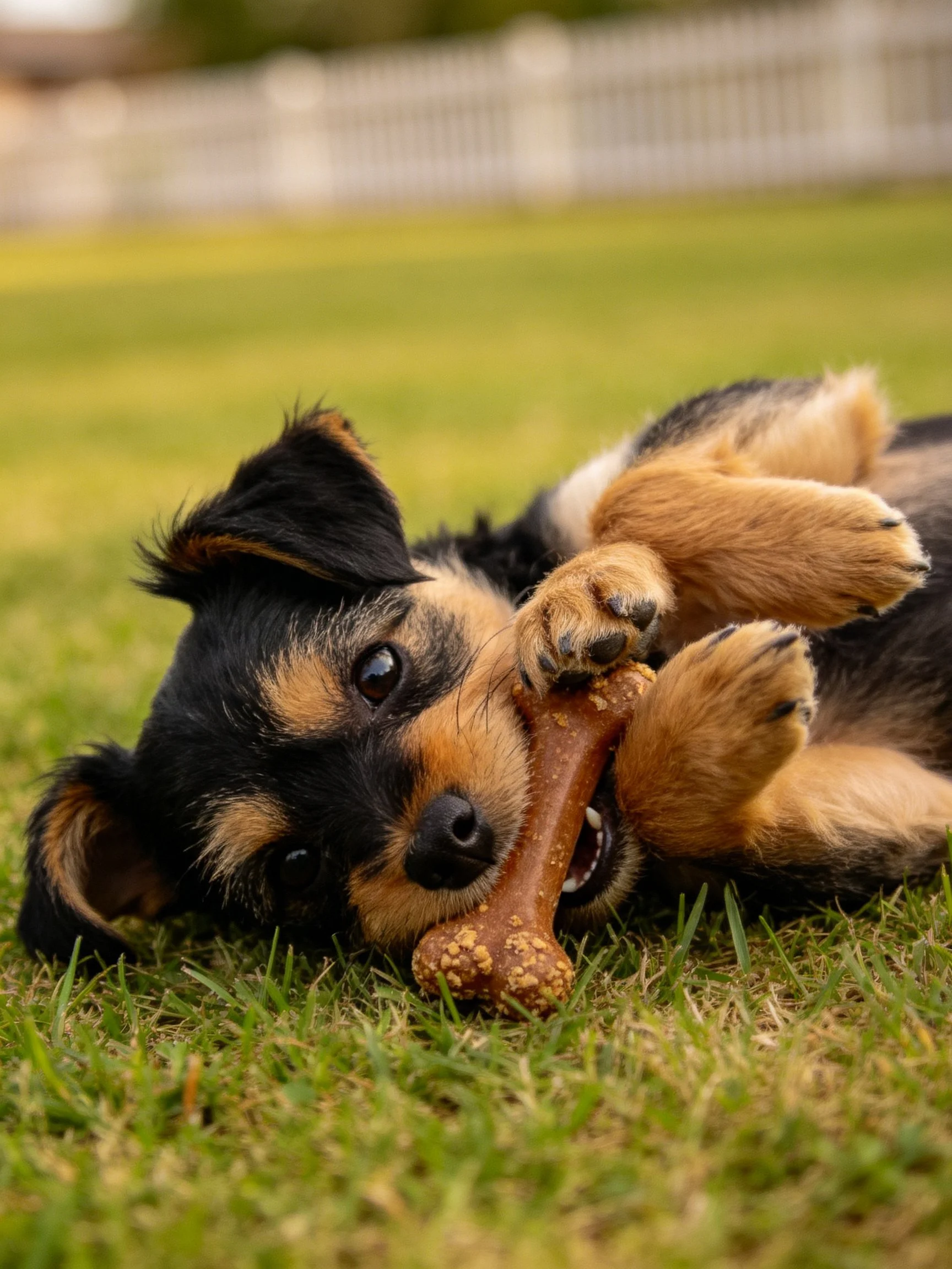 A small dog chews a large bone while lying on grass outside