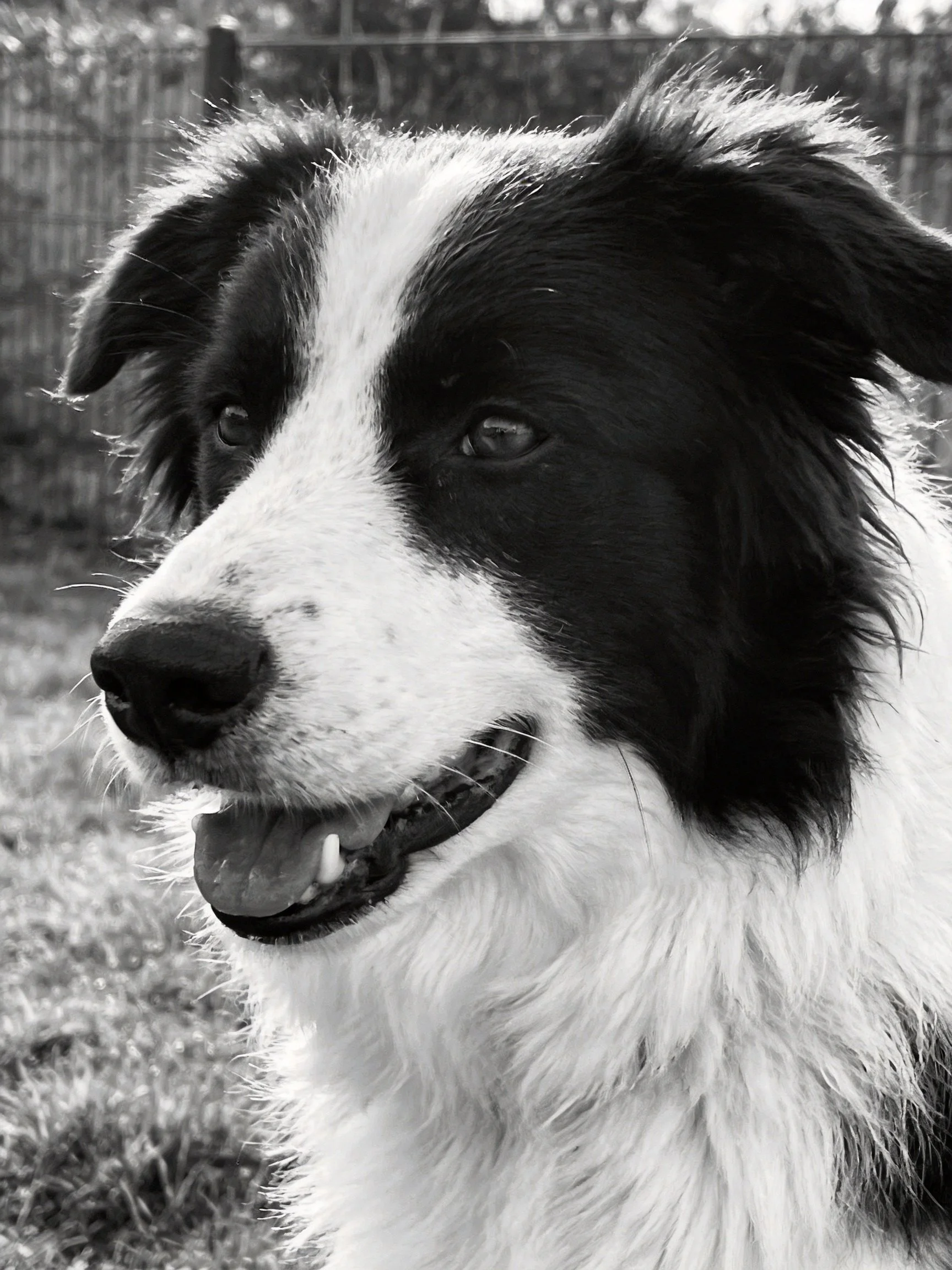 A black and white Border Collie is photographed outdoors near a fence.