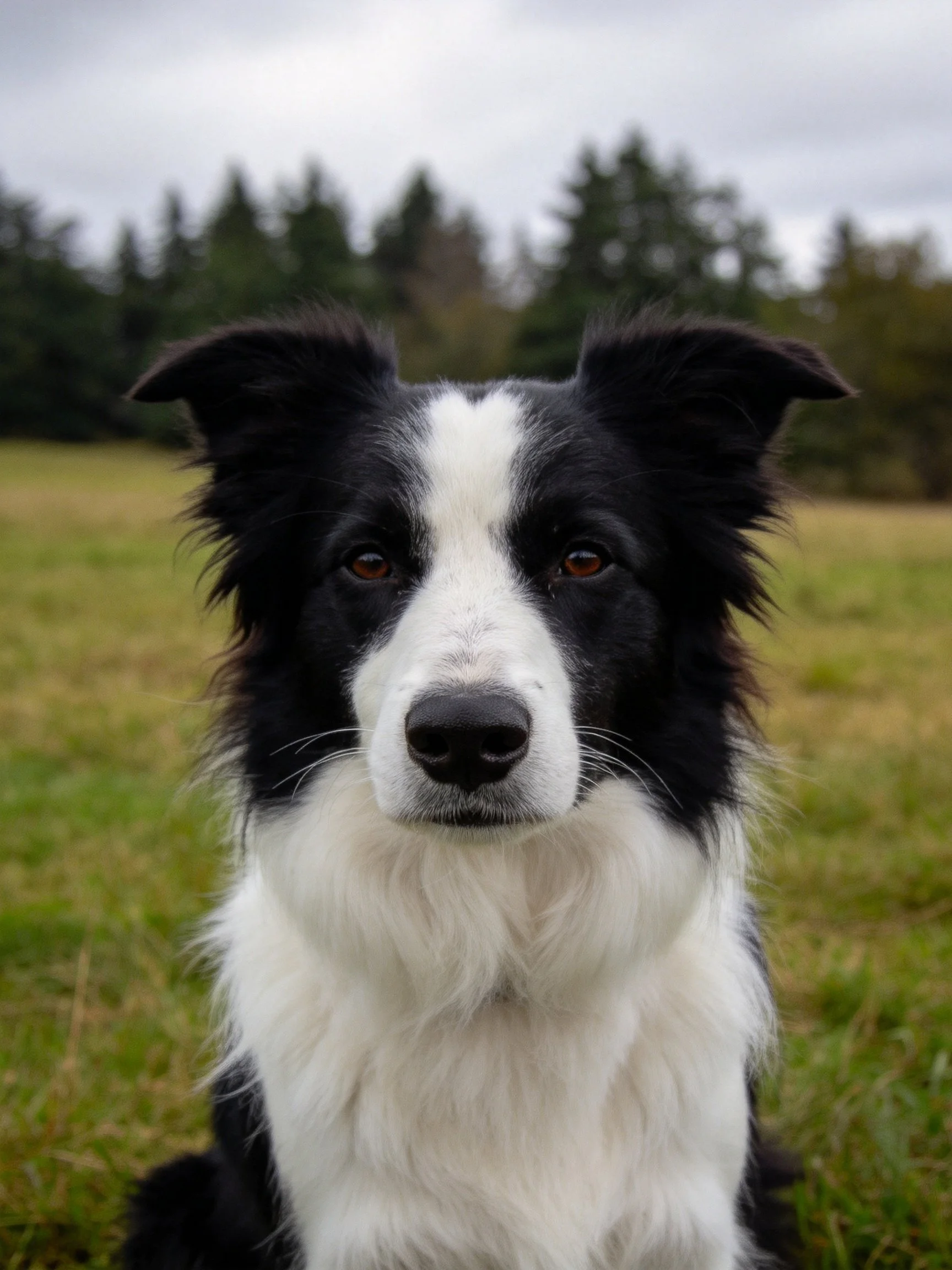 A black and white Border Collie sits calmly in a grassy field with trees in the distance.