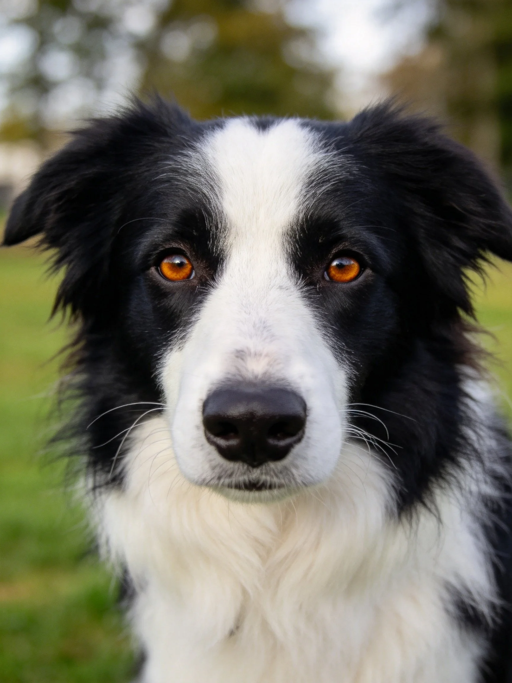 A black and white Border Collie stares directly at the camera in a natural outdoor environment.