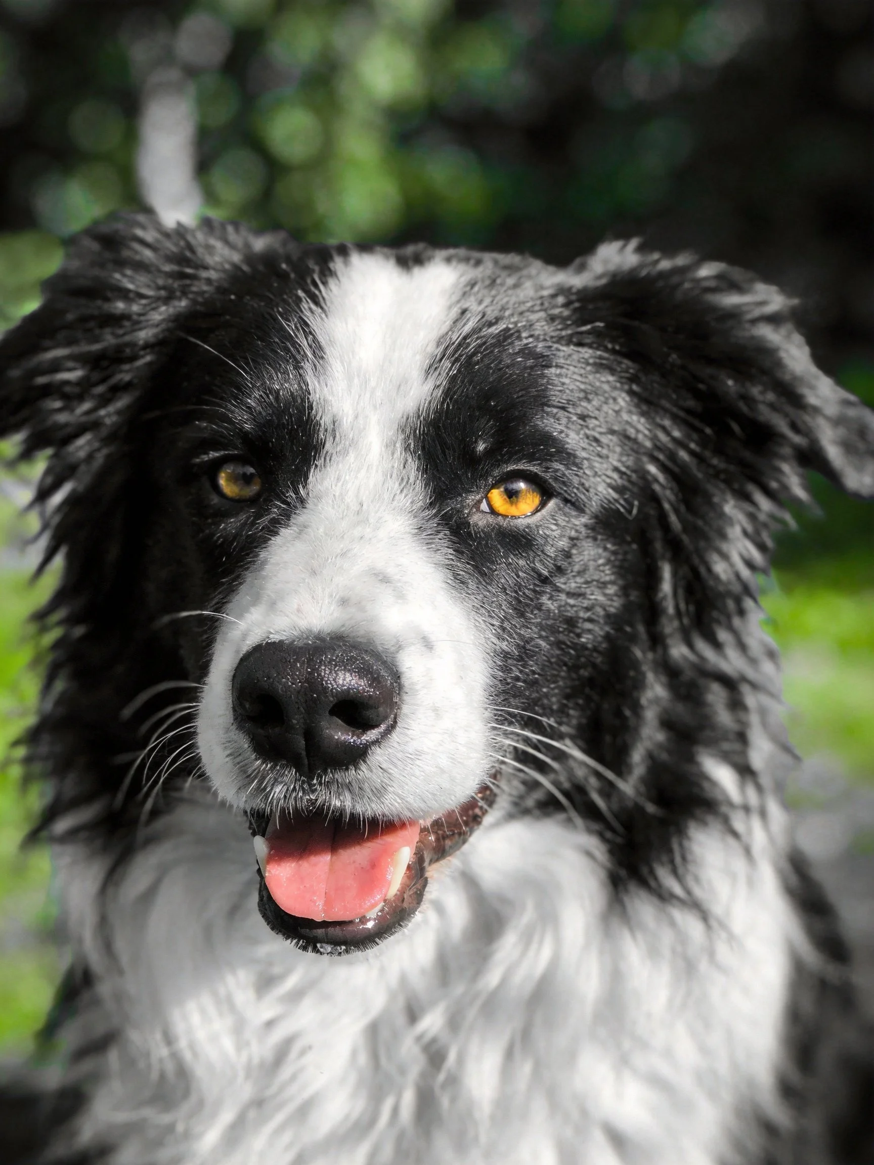 A black and white Border Collie with bright yellow eyes is outdoors.