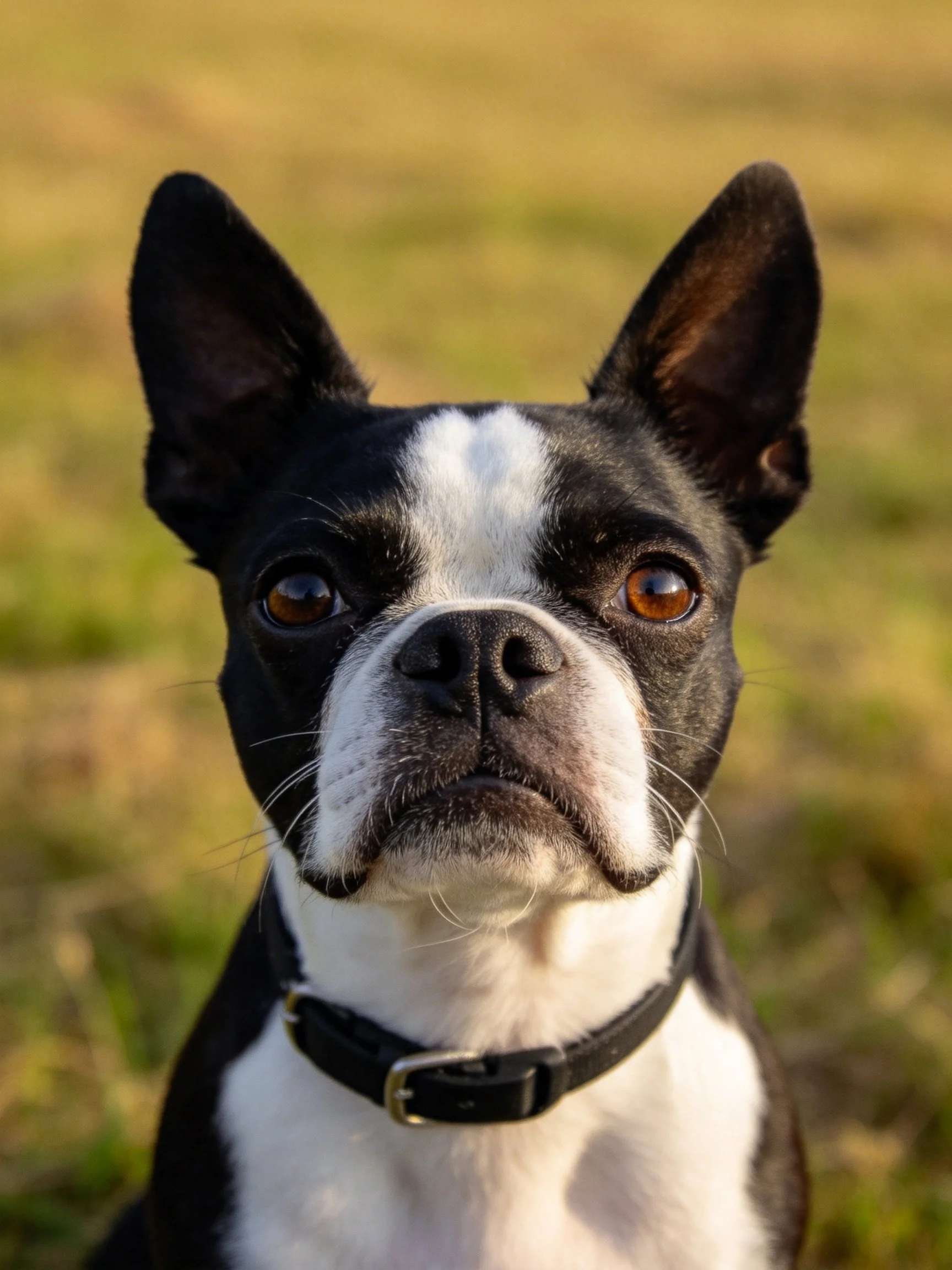 A black and white Boston Terrier with brown eyes outdoors