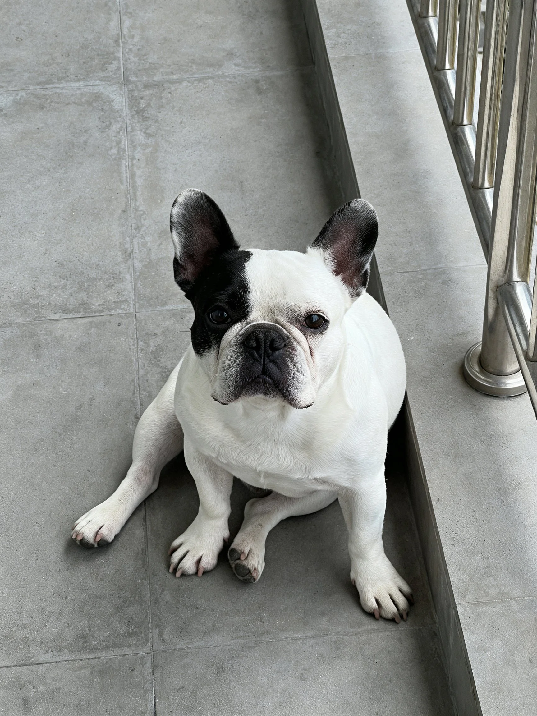A black-and-white French bulldog sits on gray tiles near metal railings