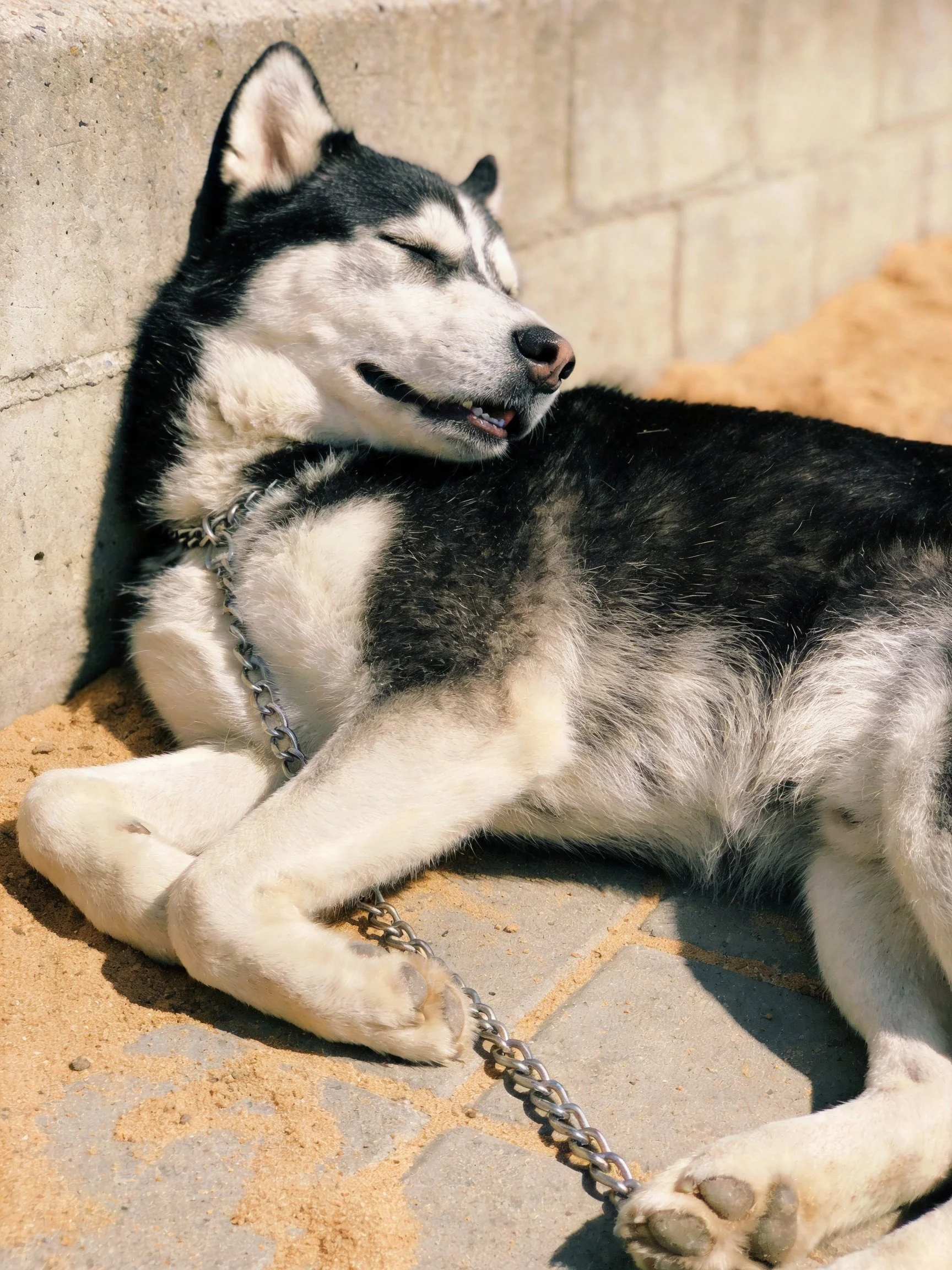 A black - and - white Siberian Husky relaxes while chained beside a concrete structure.