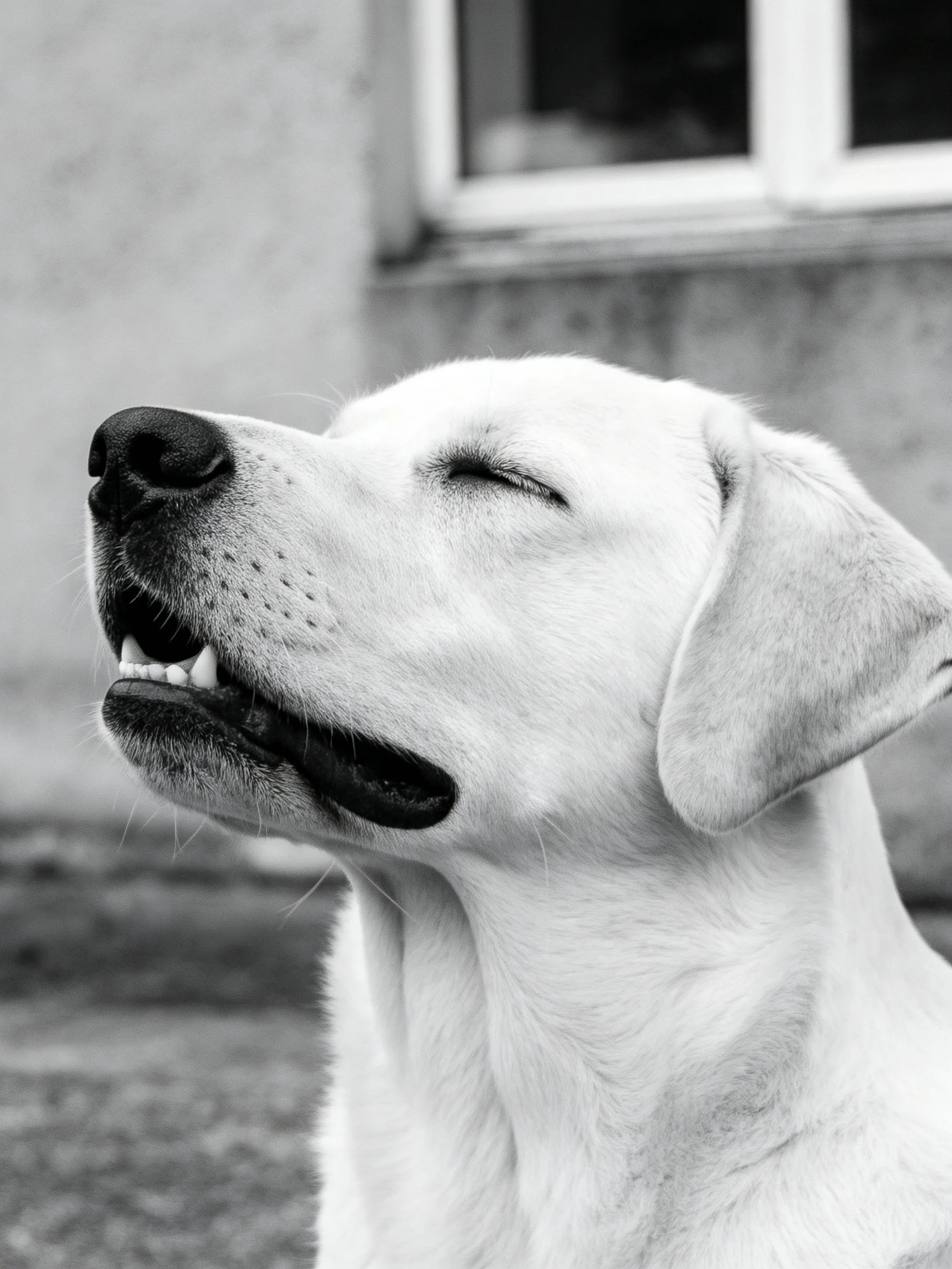A black - and - white close - up of a content dog with closed eyes