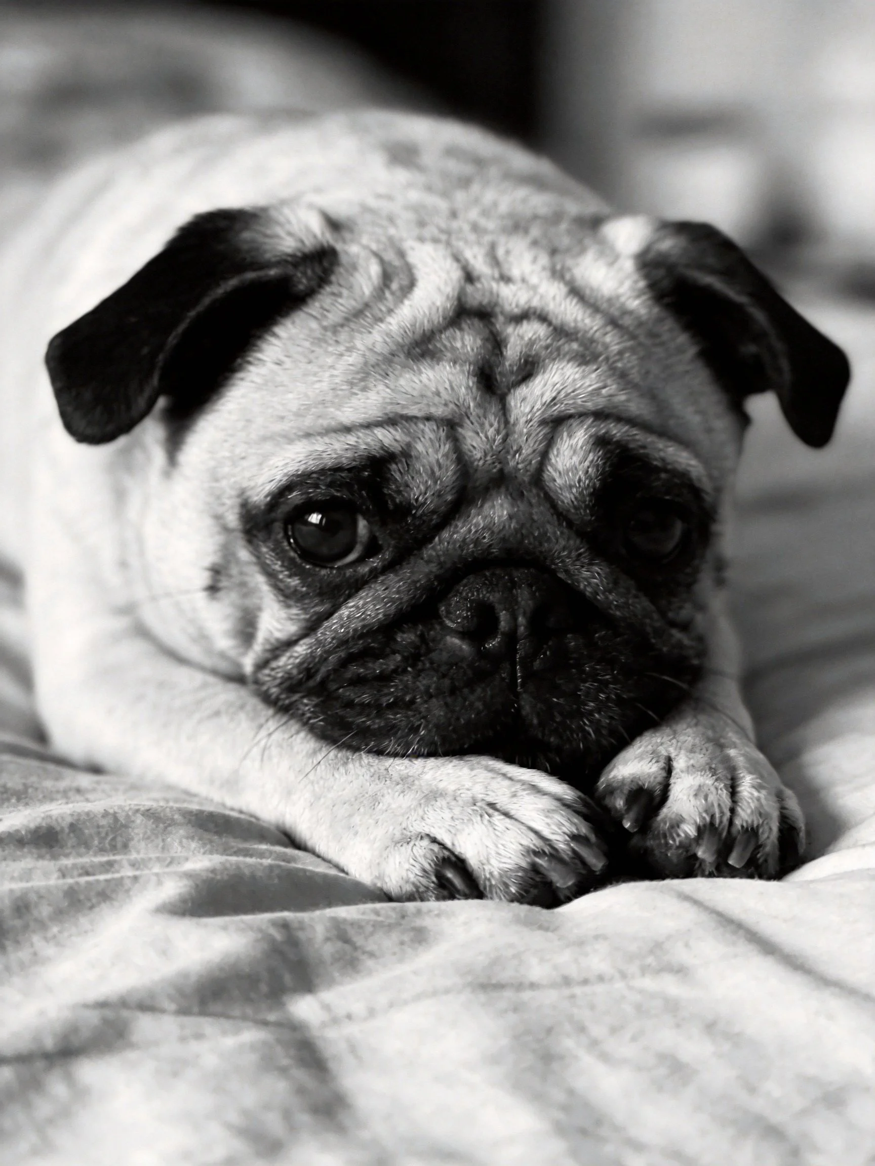 A black - and - white photograph shows a pug resting on soft bedding.