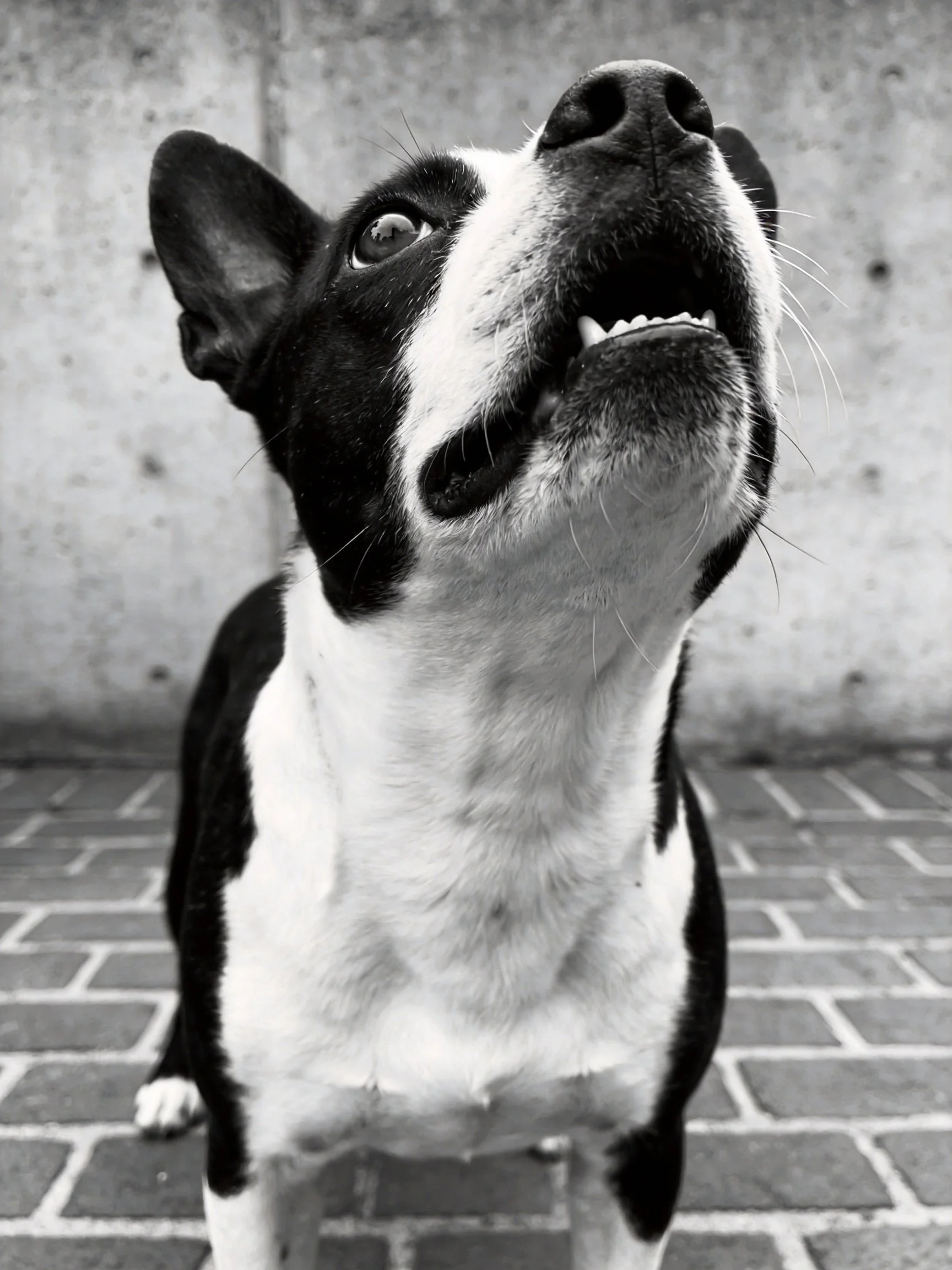 A black and white dog gazing upward against a weathered concrete wall