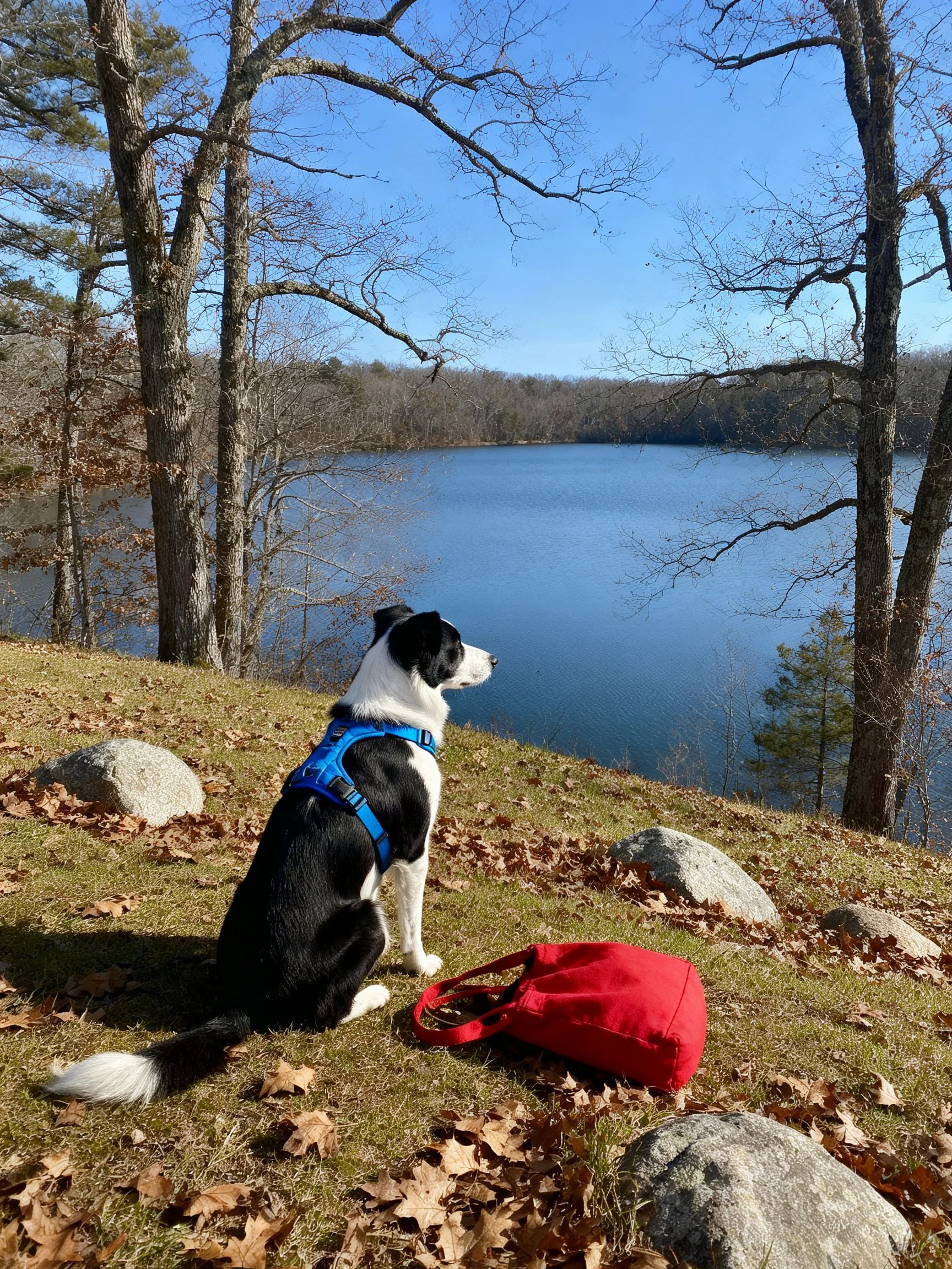 A black-and-white dog in a blue harness sits by a calm lake with a red bag