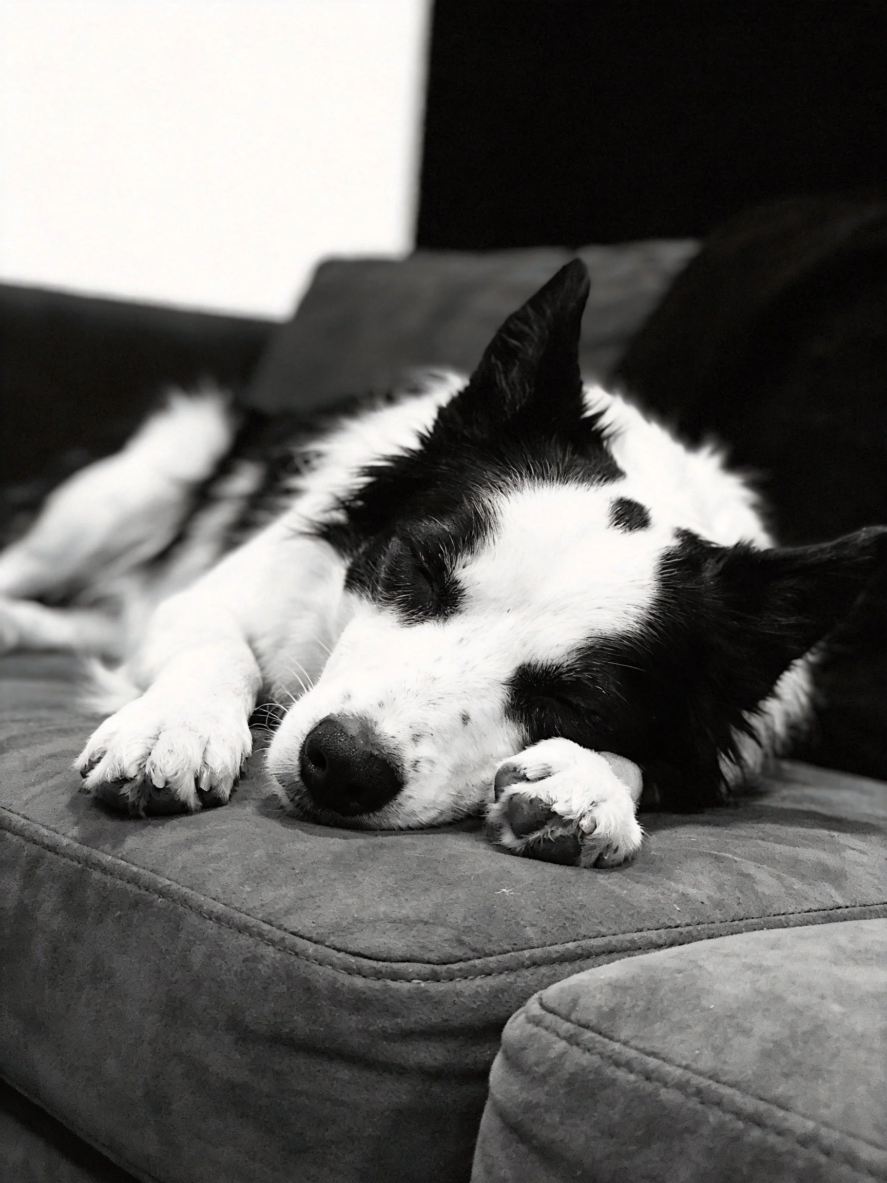 A black and white dog naps on a gray couch