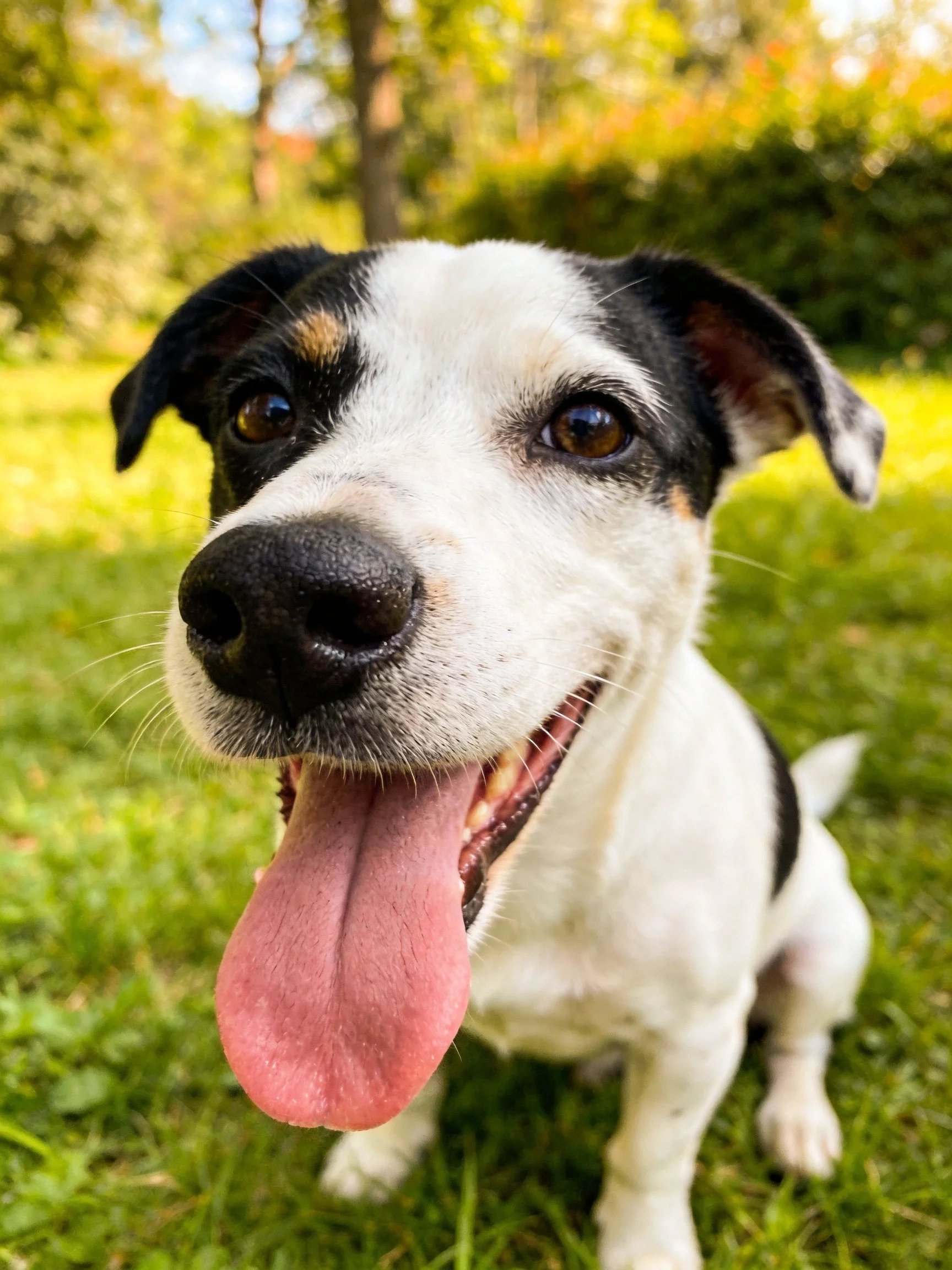 A black-and-white dog panting happily on green grass